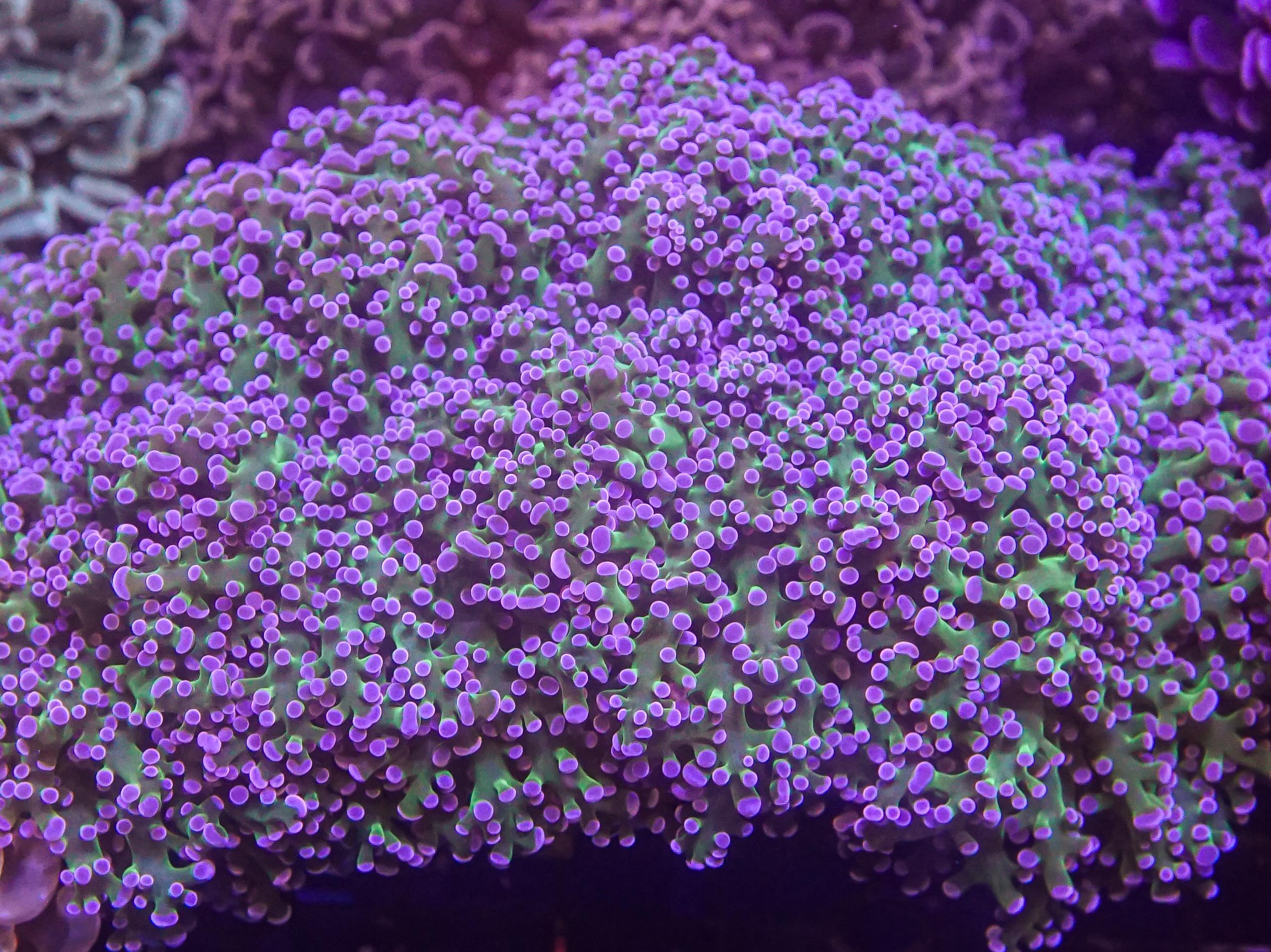 Reverse Frogspawn (EA#102) 2