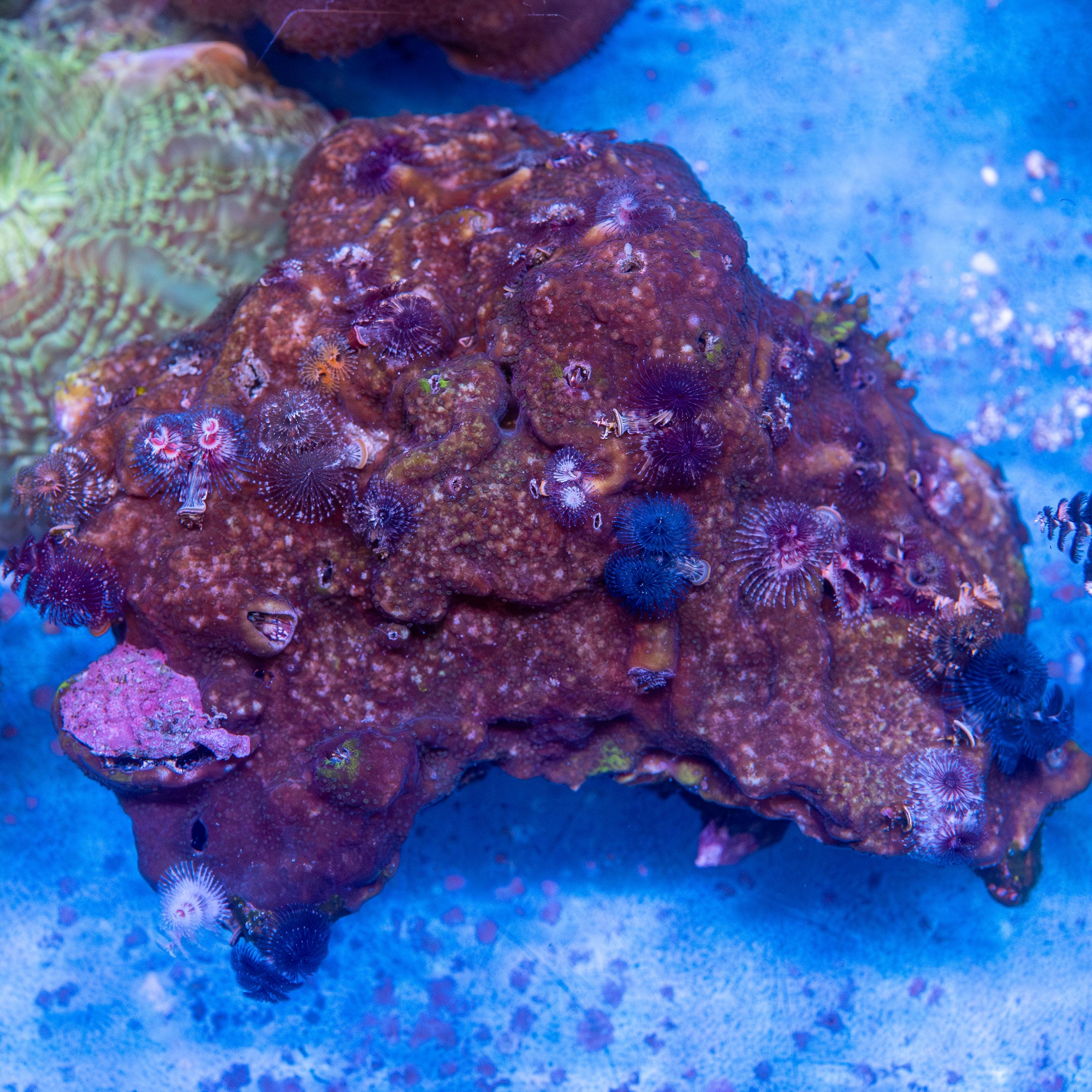 Christmas Tree Worm Rock (EA#164)