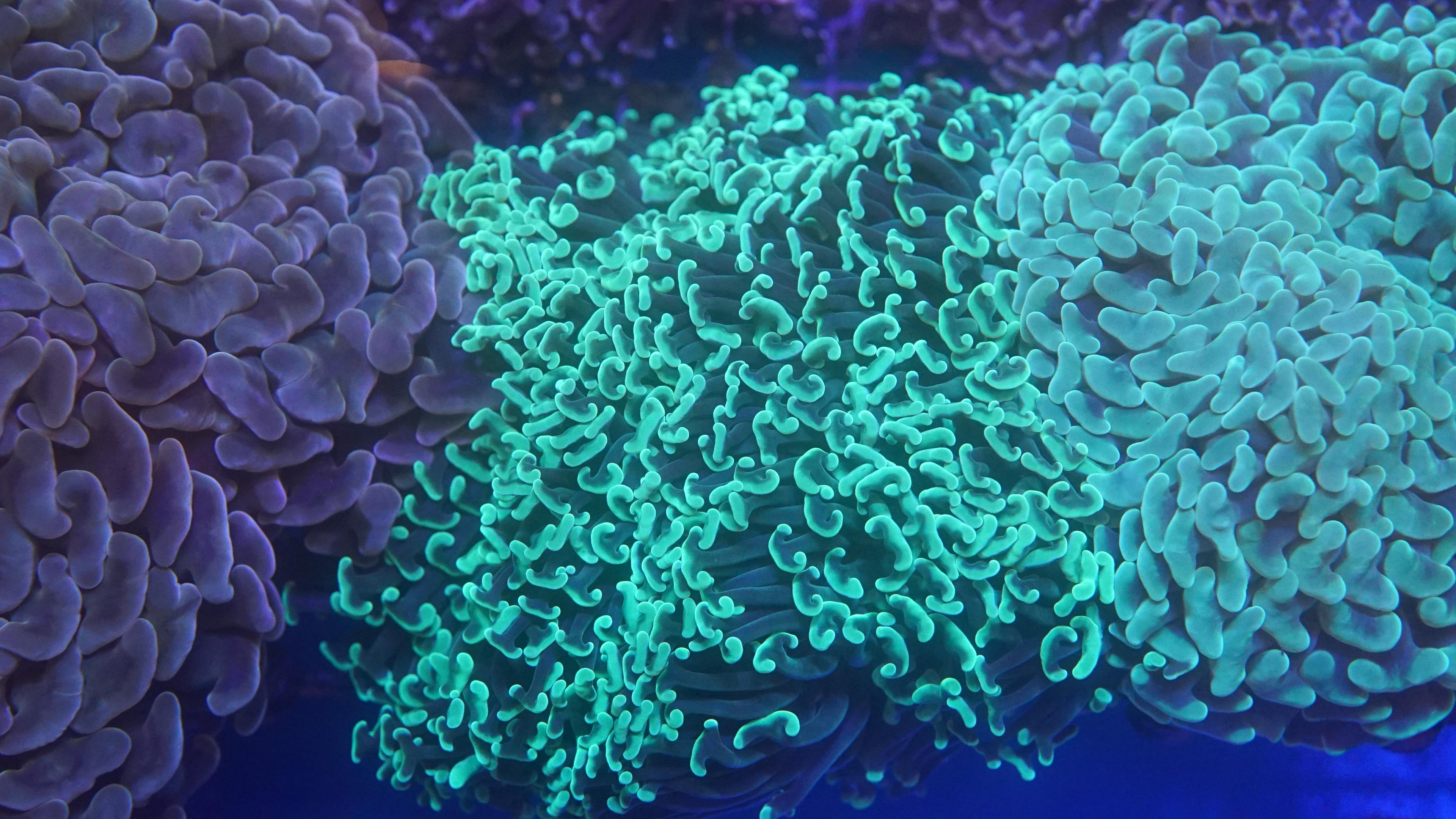 Green Hammer (EA#64)