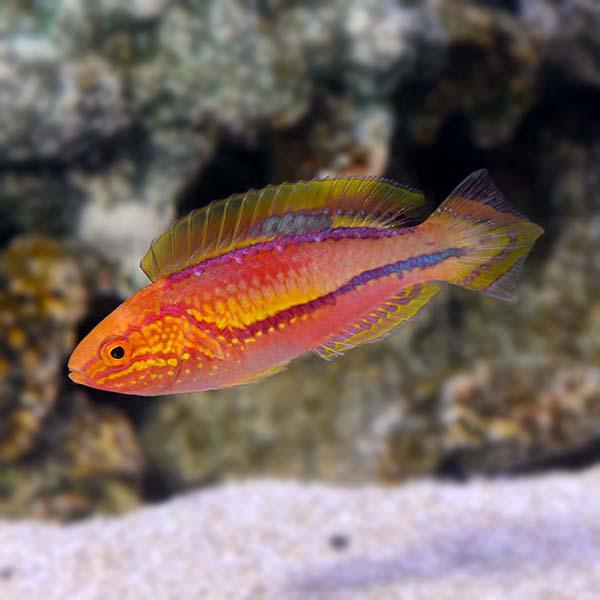 Pin-Tail Fairy Wrasse