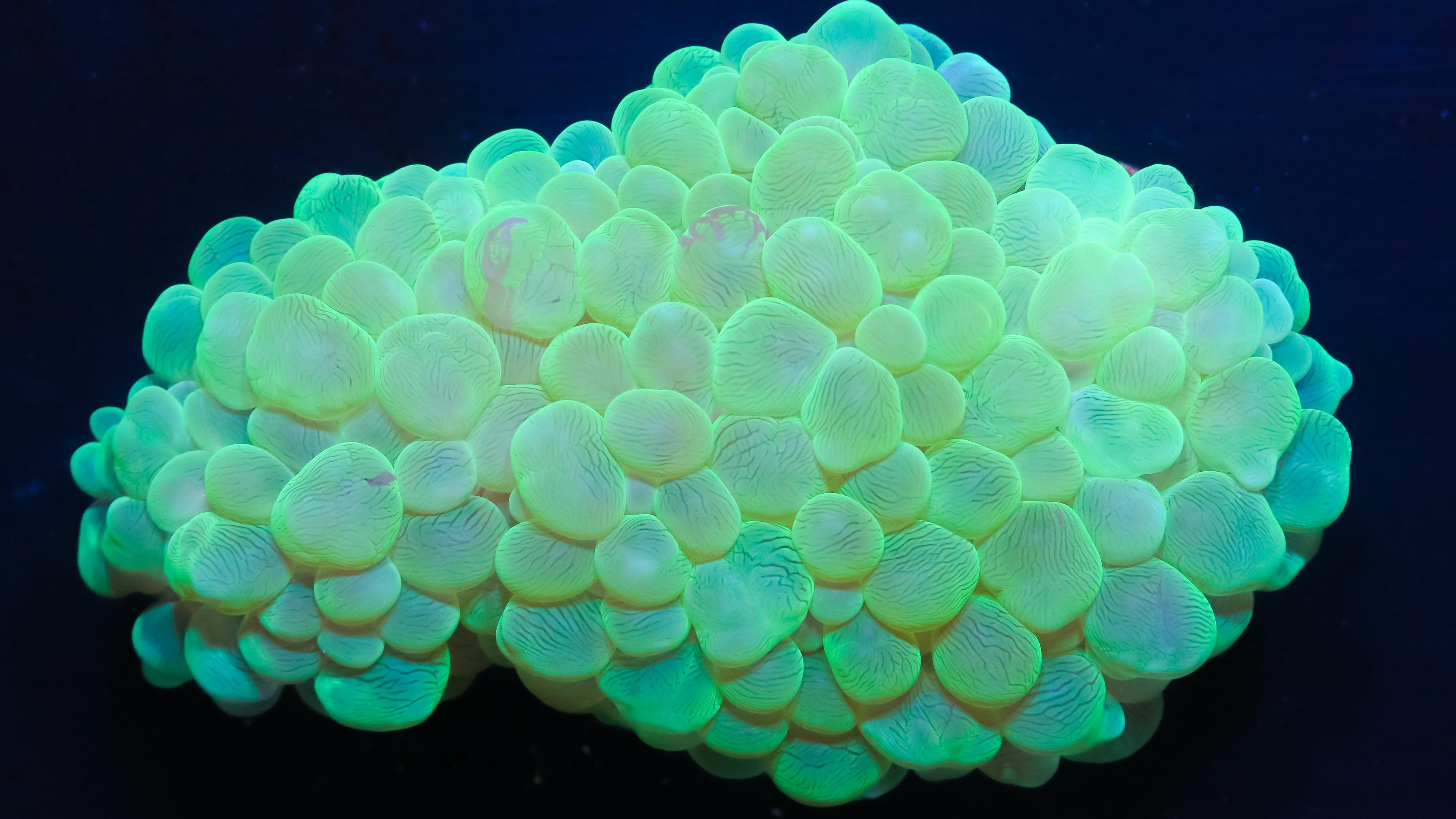 Bubble Coral