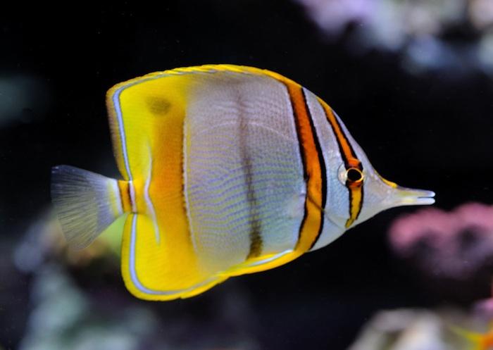 Coral Margin Butterflyfish