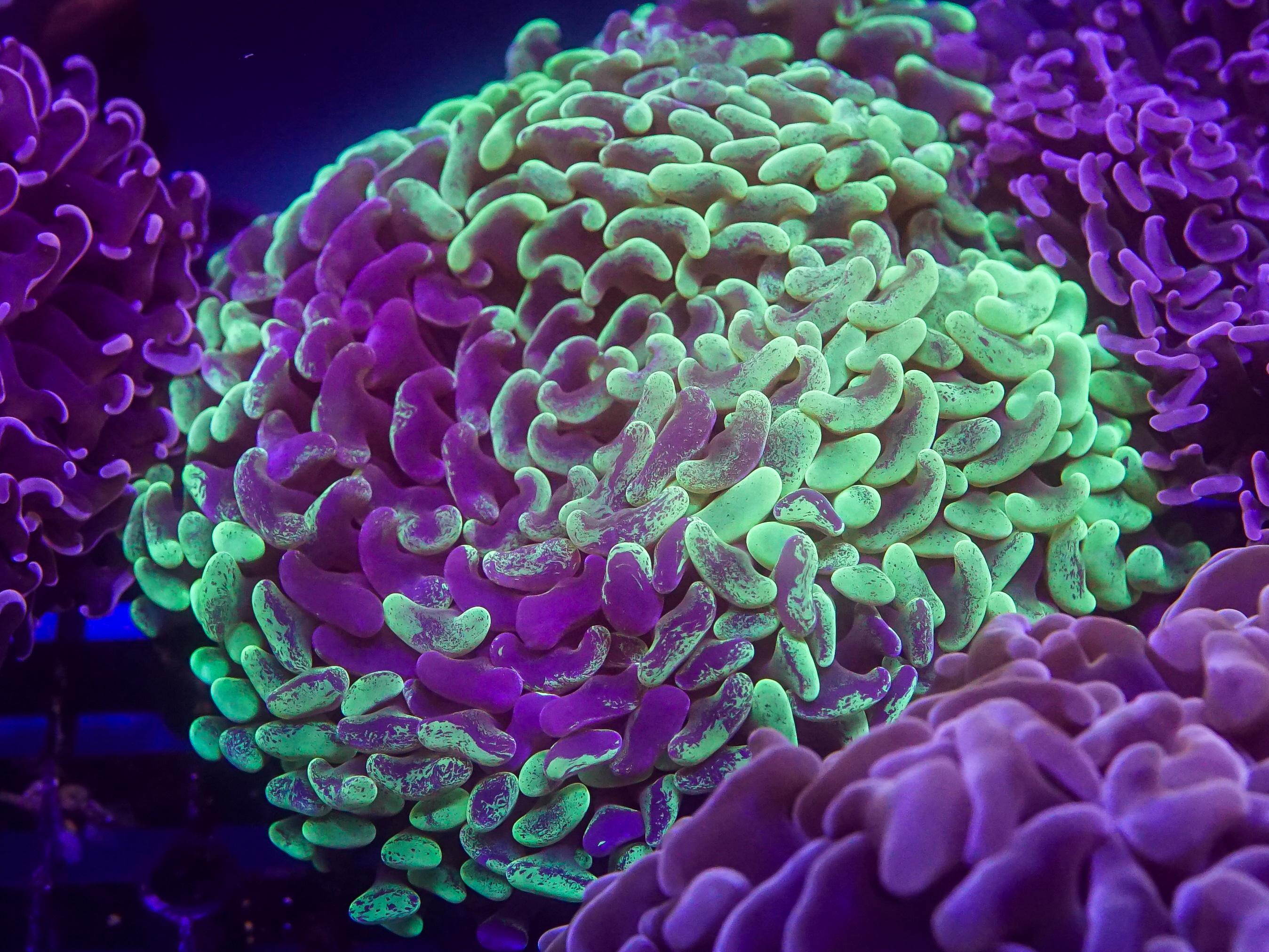 Green Blotchy Hammer (EA#67)