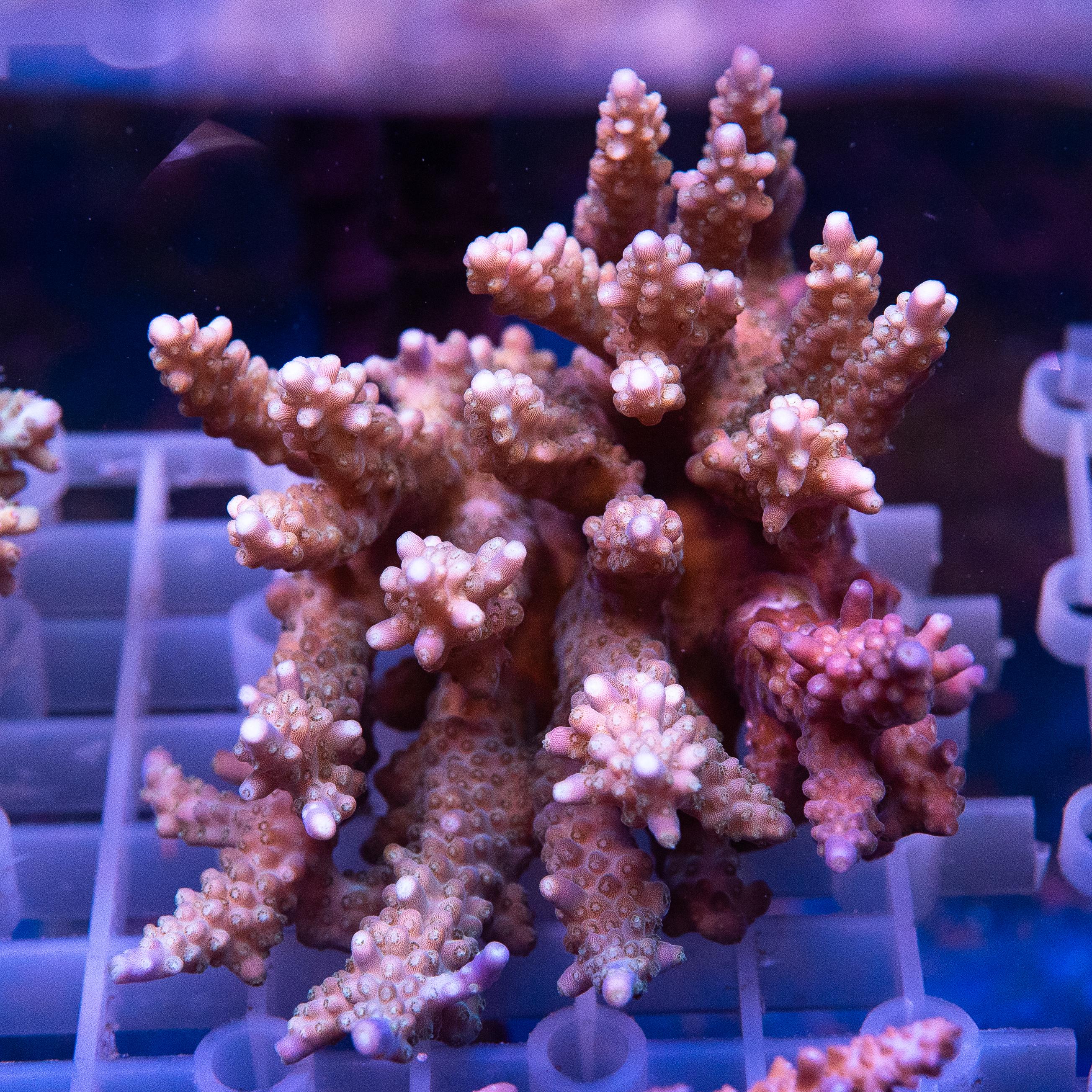Acropora Colony (EA#420)