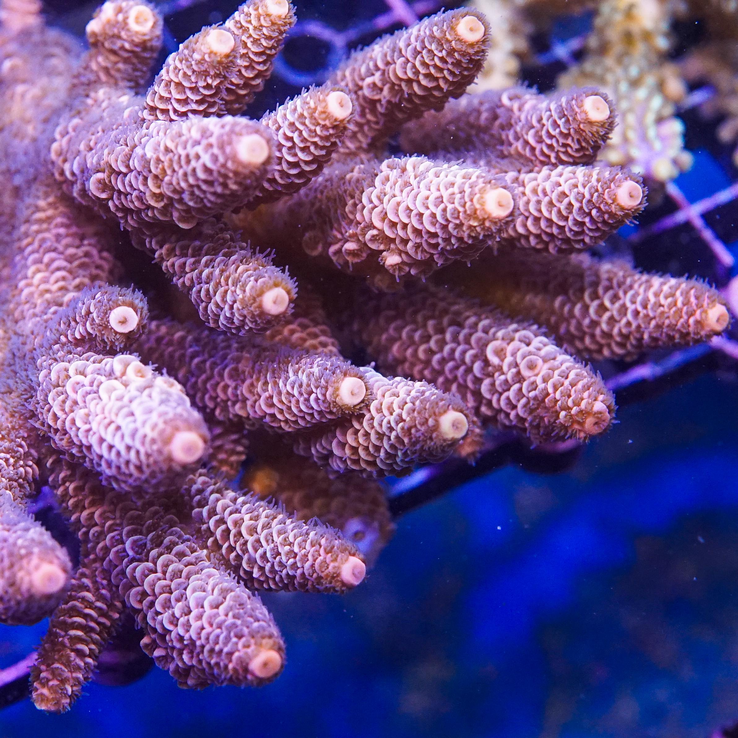Acropora Colony (EA#414)