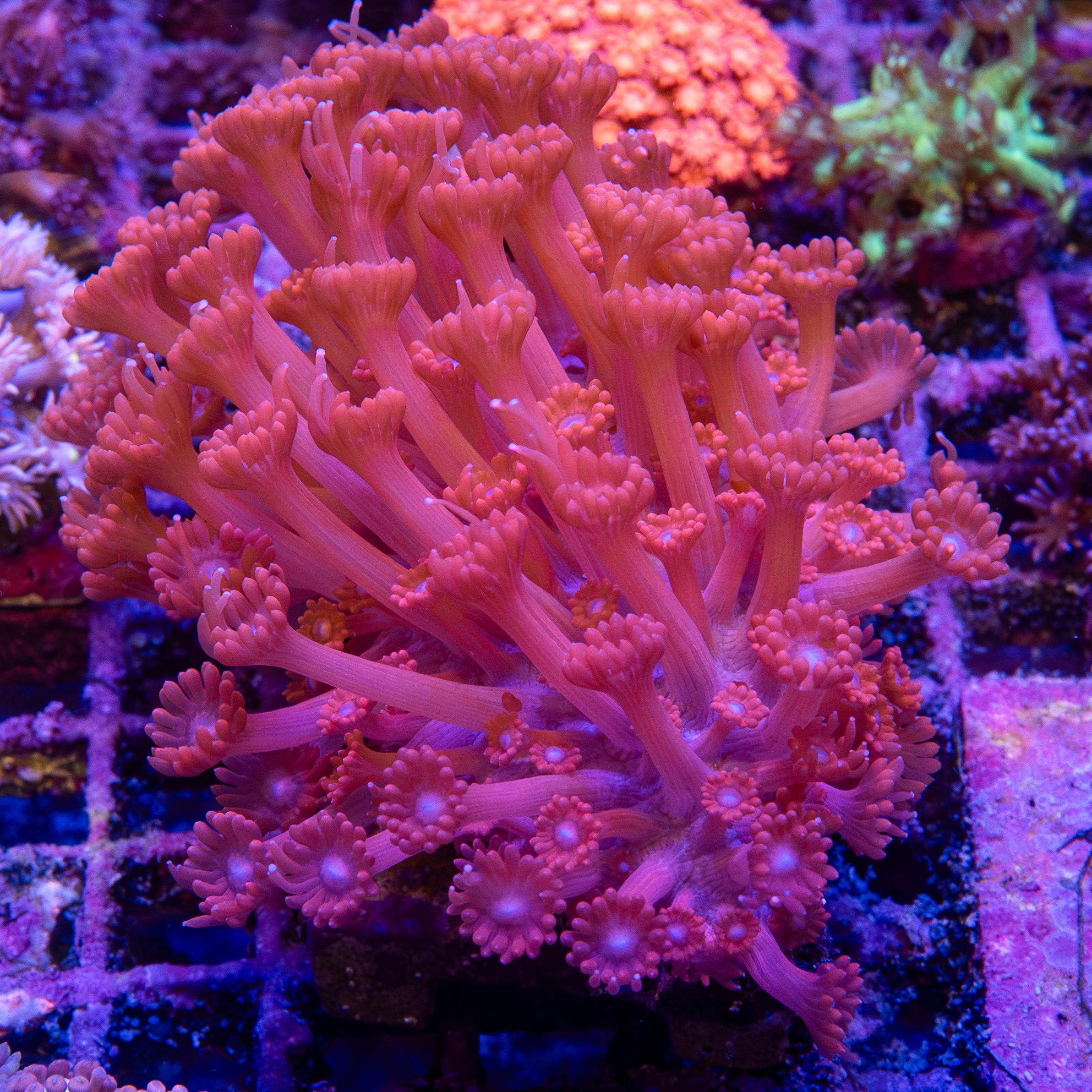 Frag - Goniopora