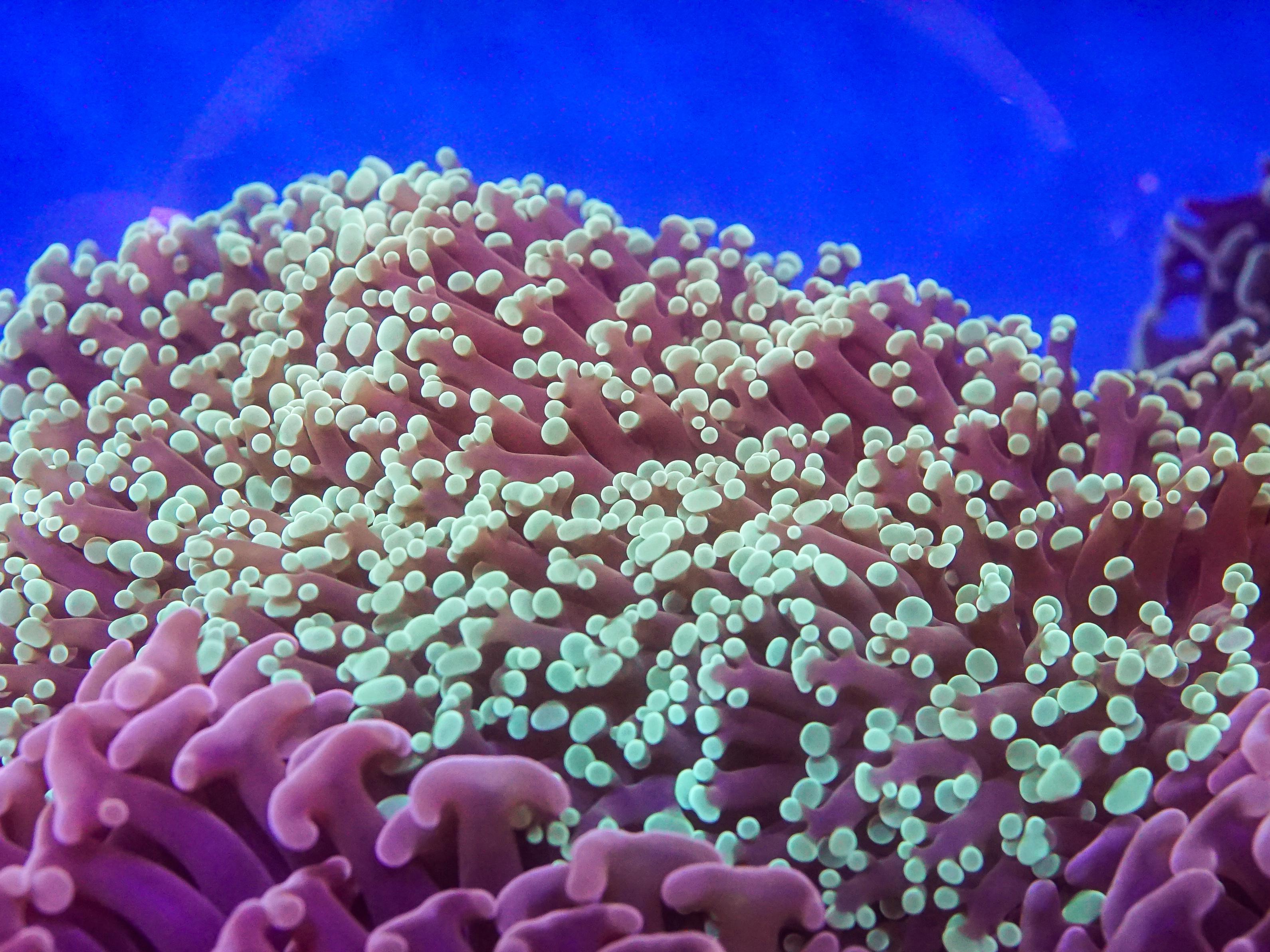 Green Frogspawn (EA#100)