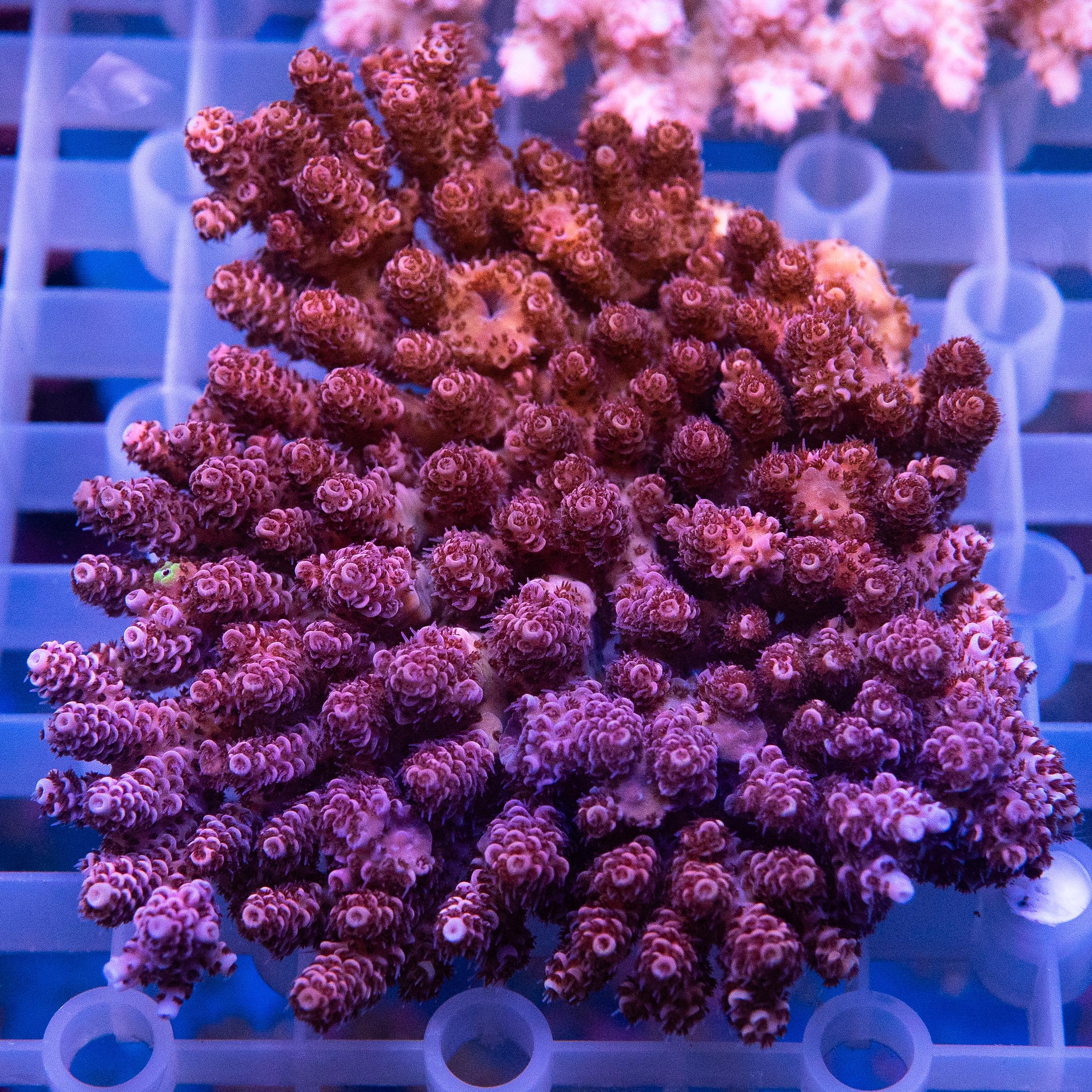 Acropora Colony (EA#422)