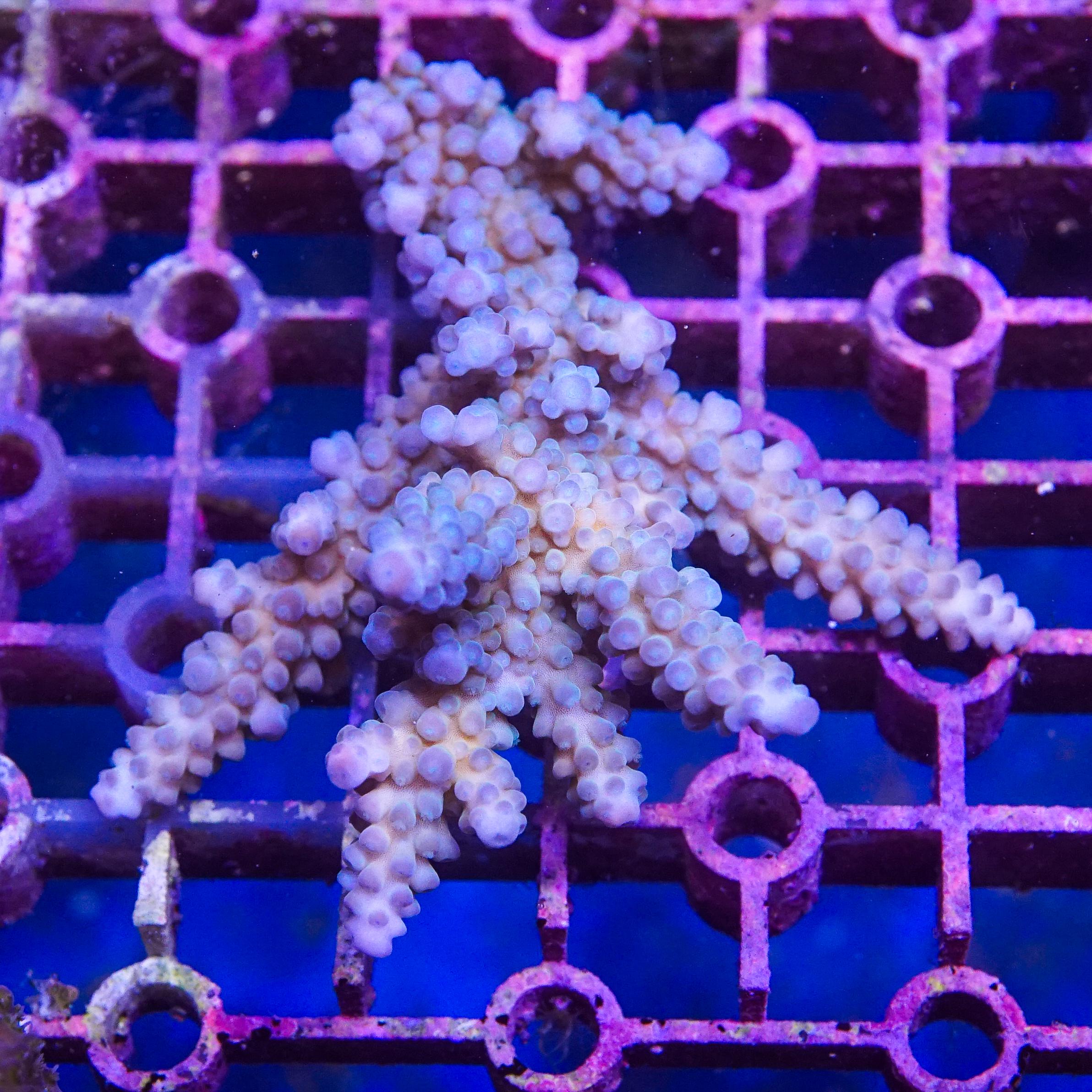 Acropora Colony (EA#404)