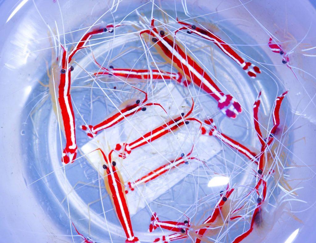 Red Line Cleaner Shrimp