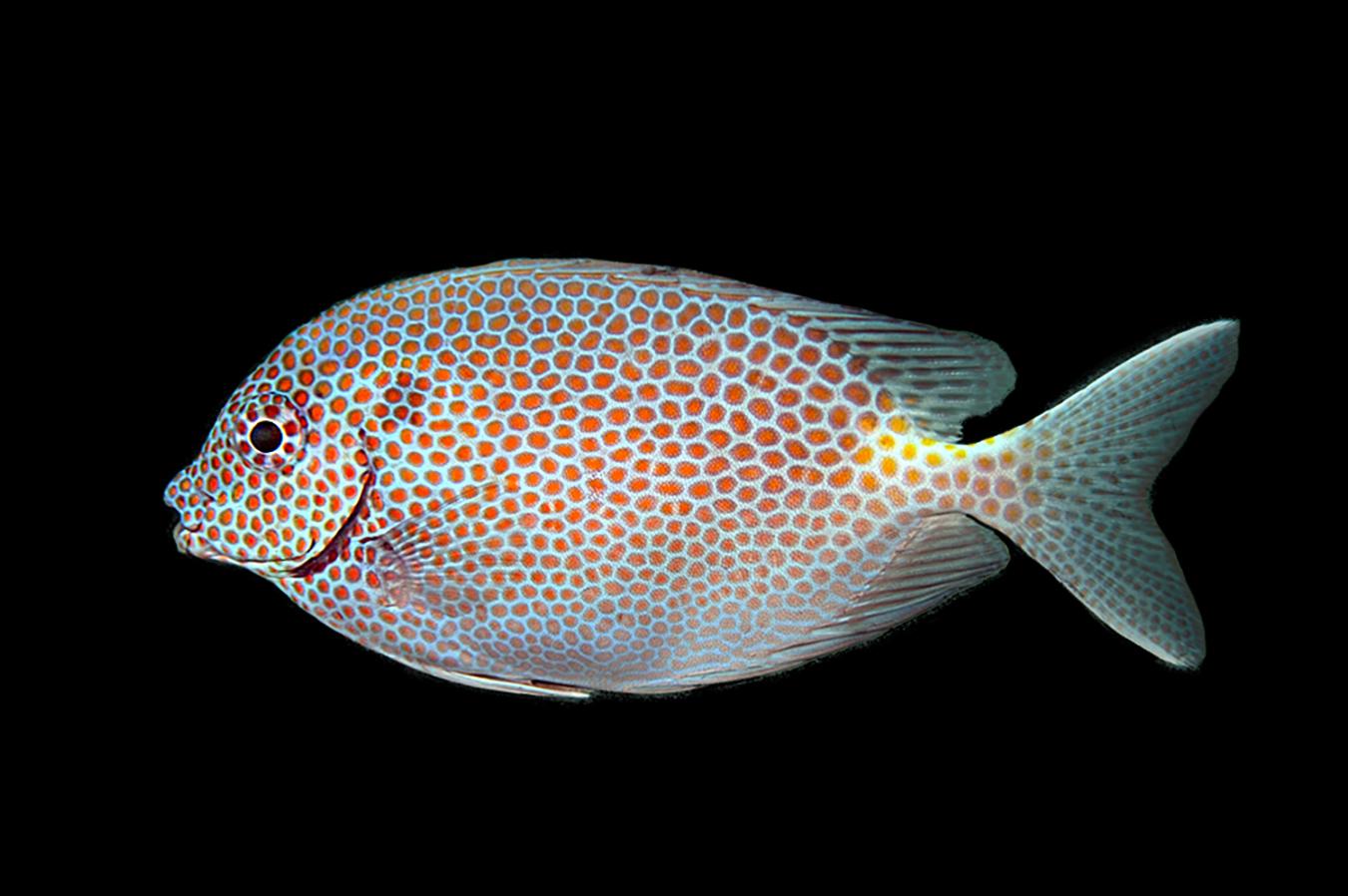 Gold Spot Rabbit Fish