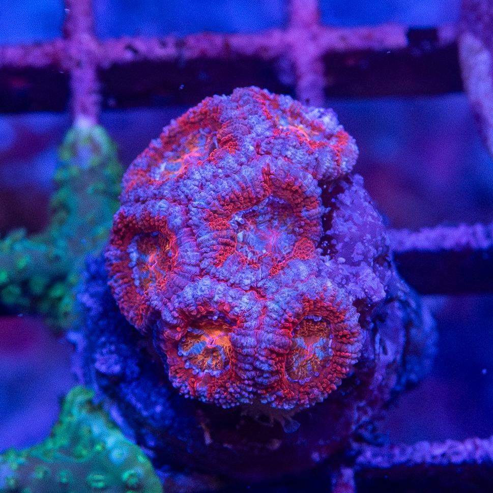 Frag - Micromussa lordhowensis