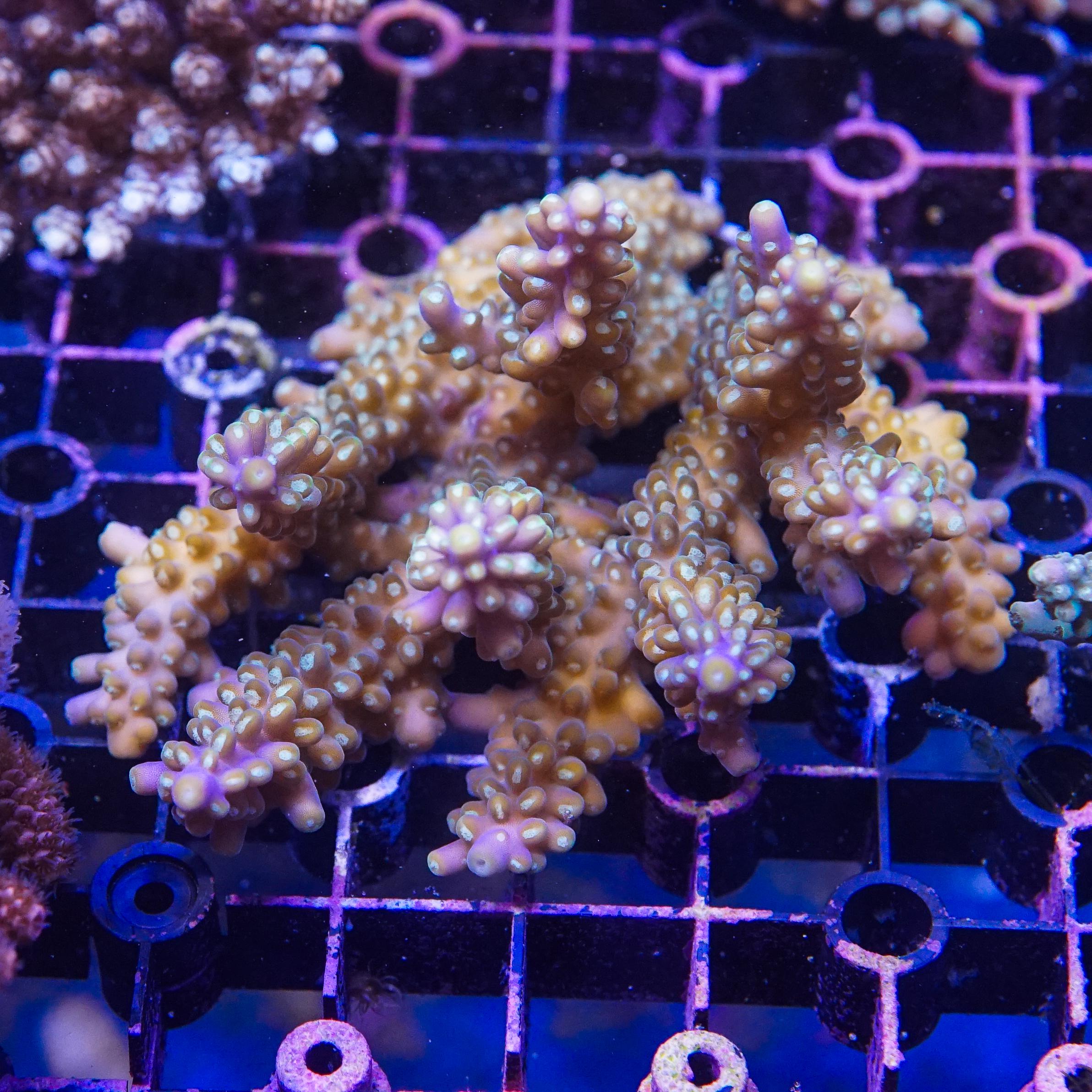 Acropora Colony (EA#413)