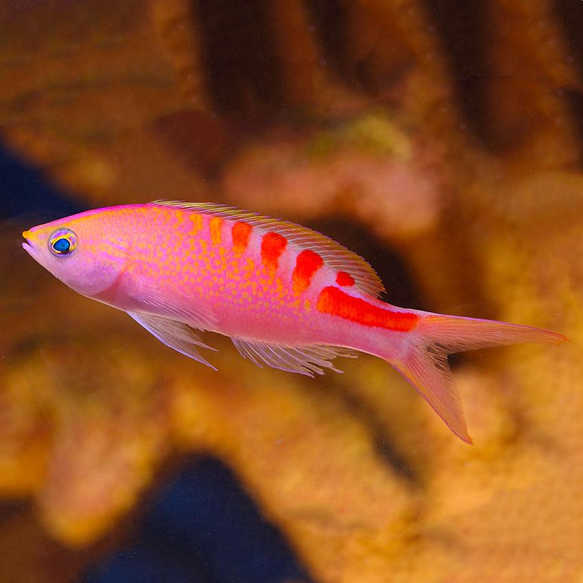 Lori Anthias