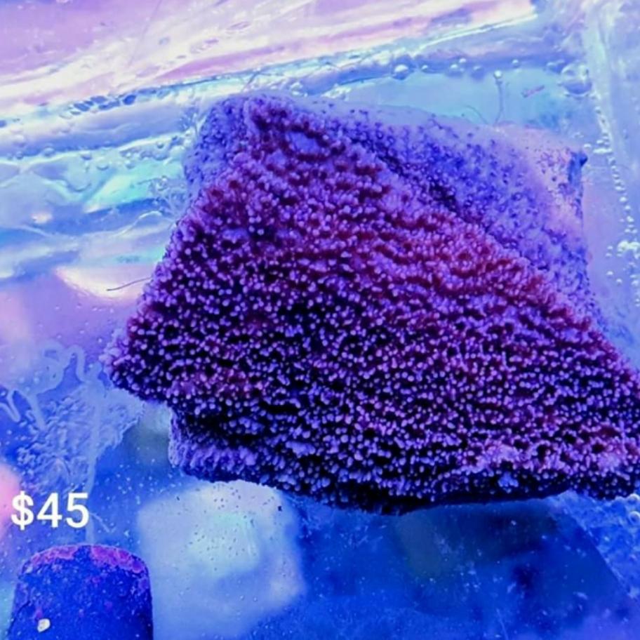 Purple Plating Monti