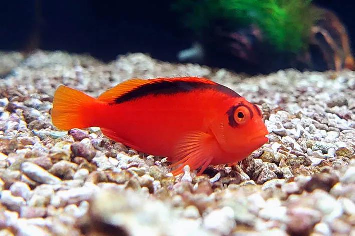 Flame Hawkfish