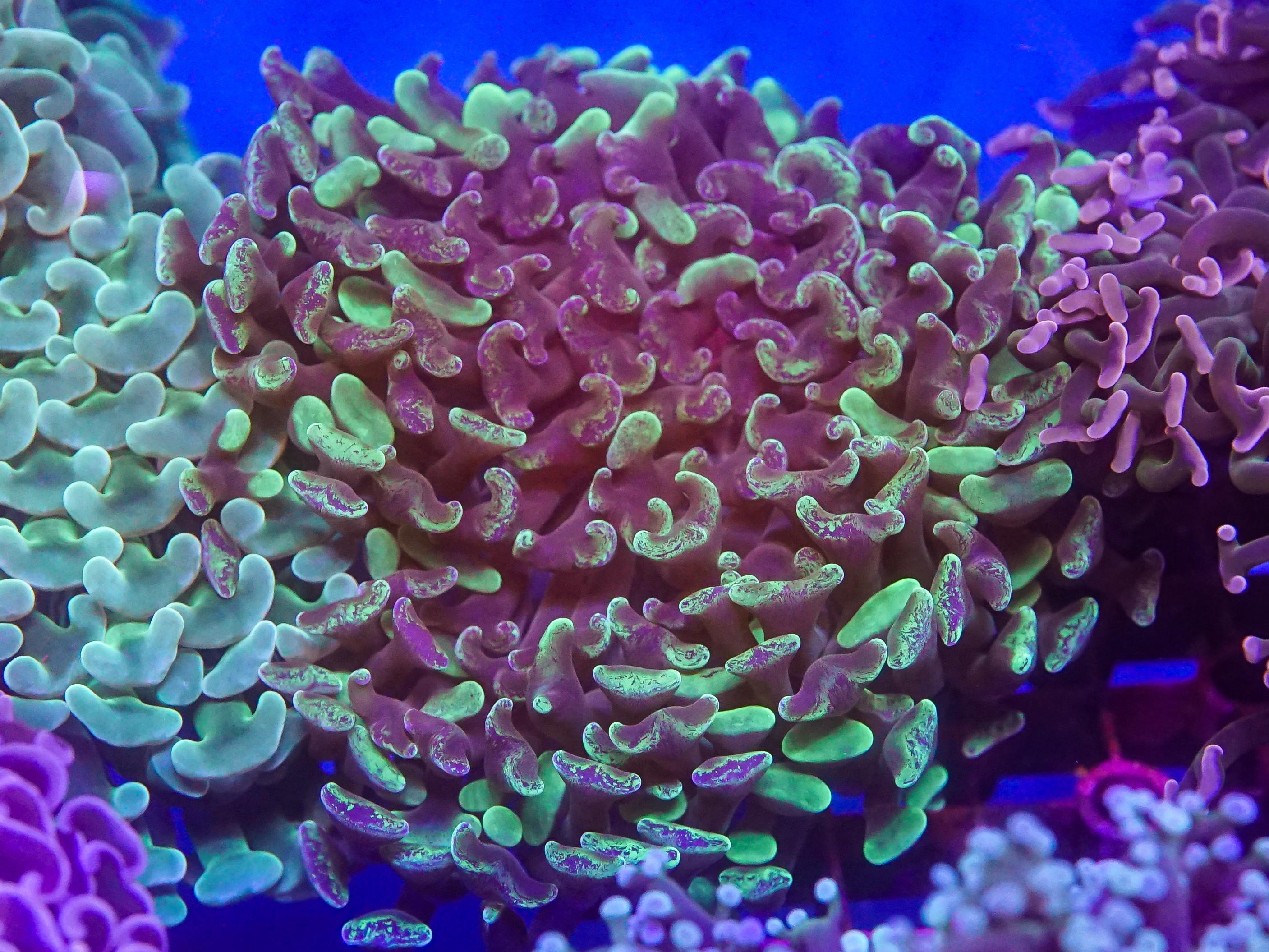 Green Blotchy Hammer (EA#96)