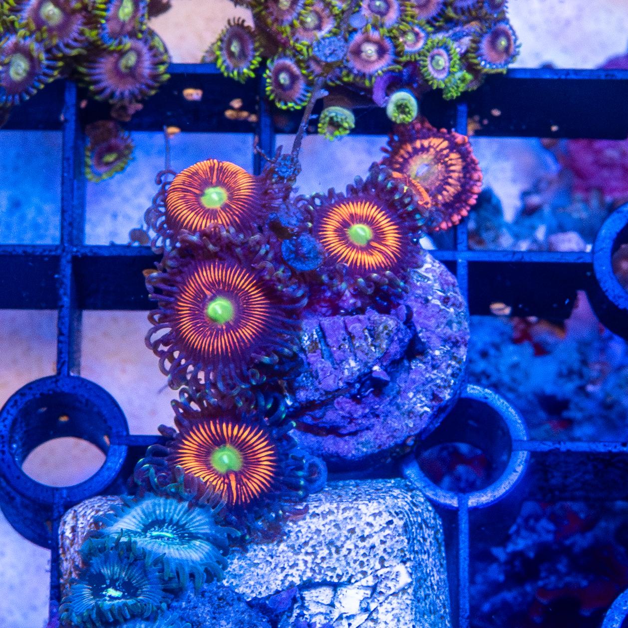 Frag - Zoanthids