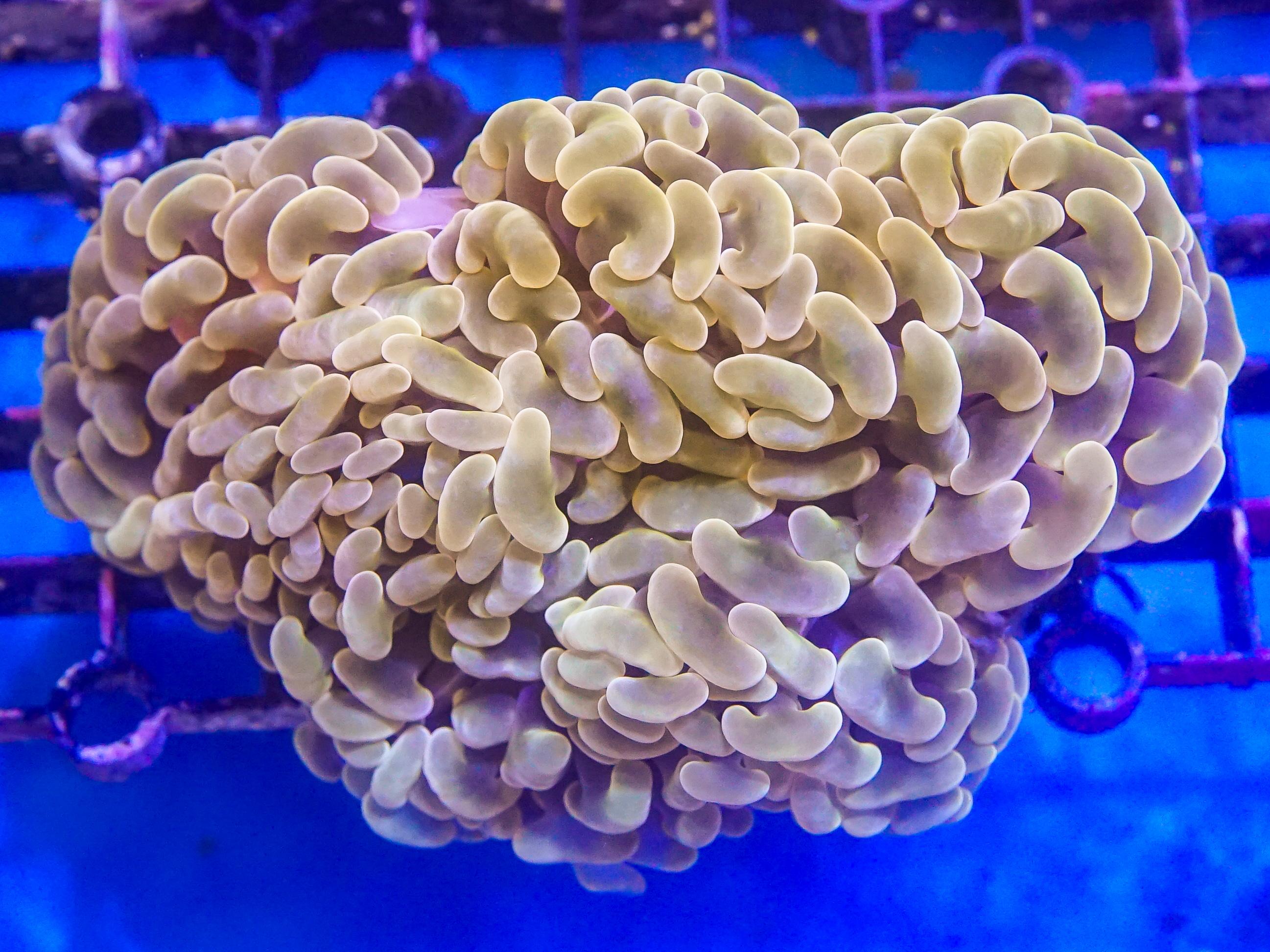 Orange Hammer (EA#42)