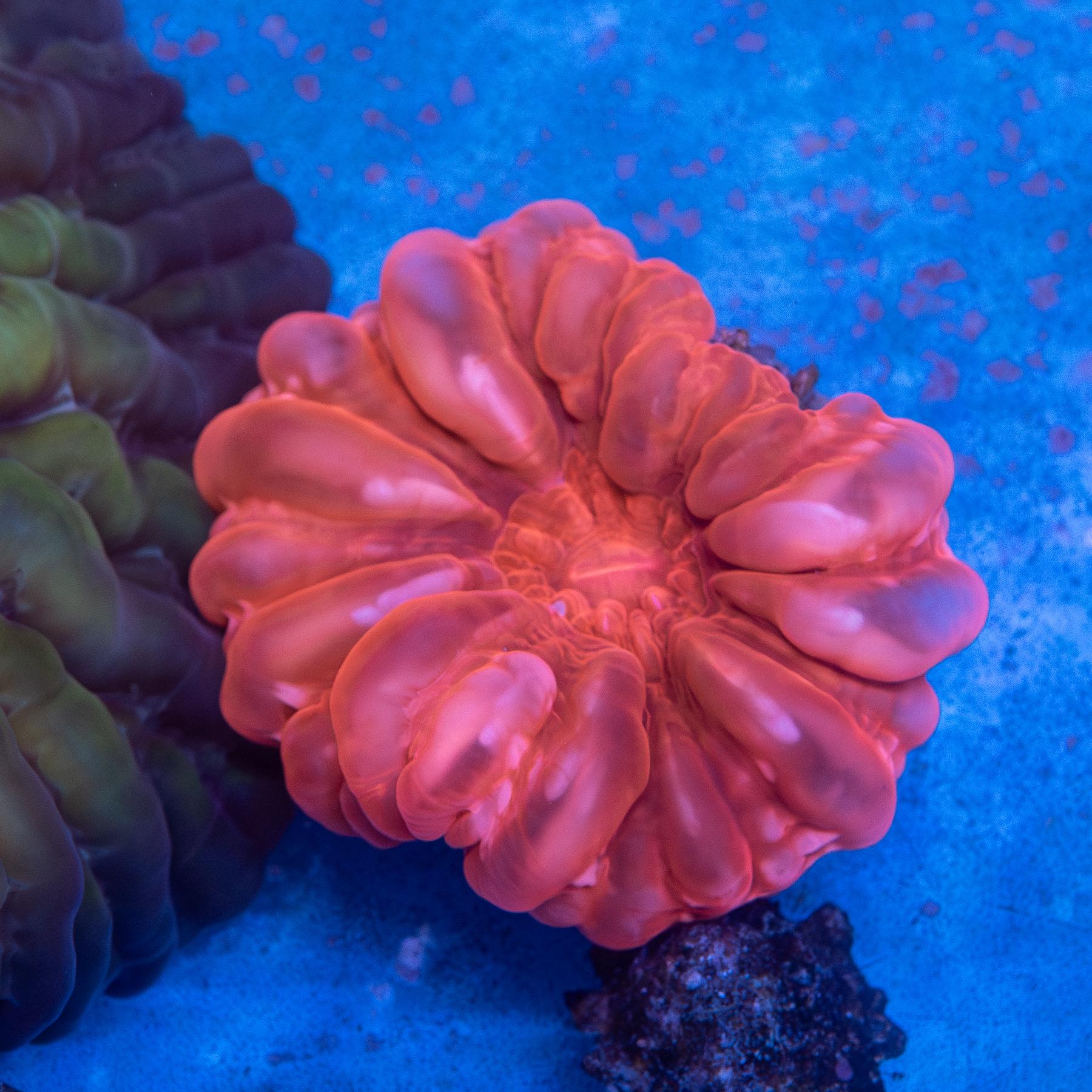 Red Cynarina (EA#200)