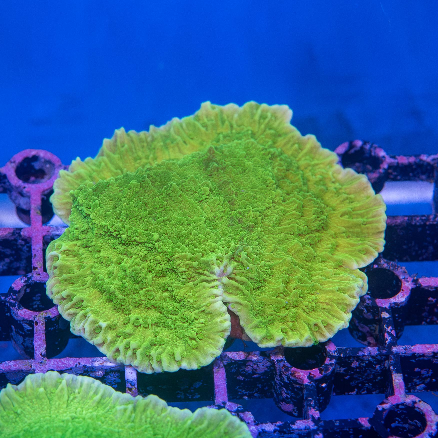Frag - Montipora