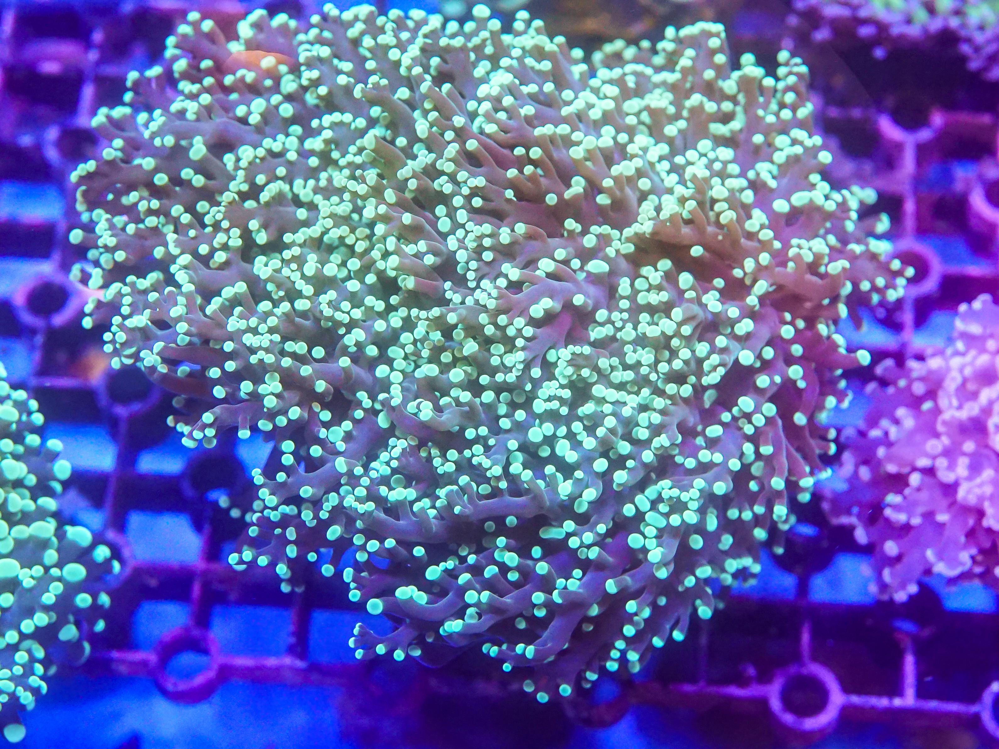 Green Frogspawn (EA#52)