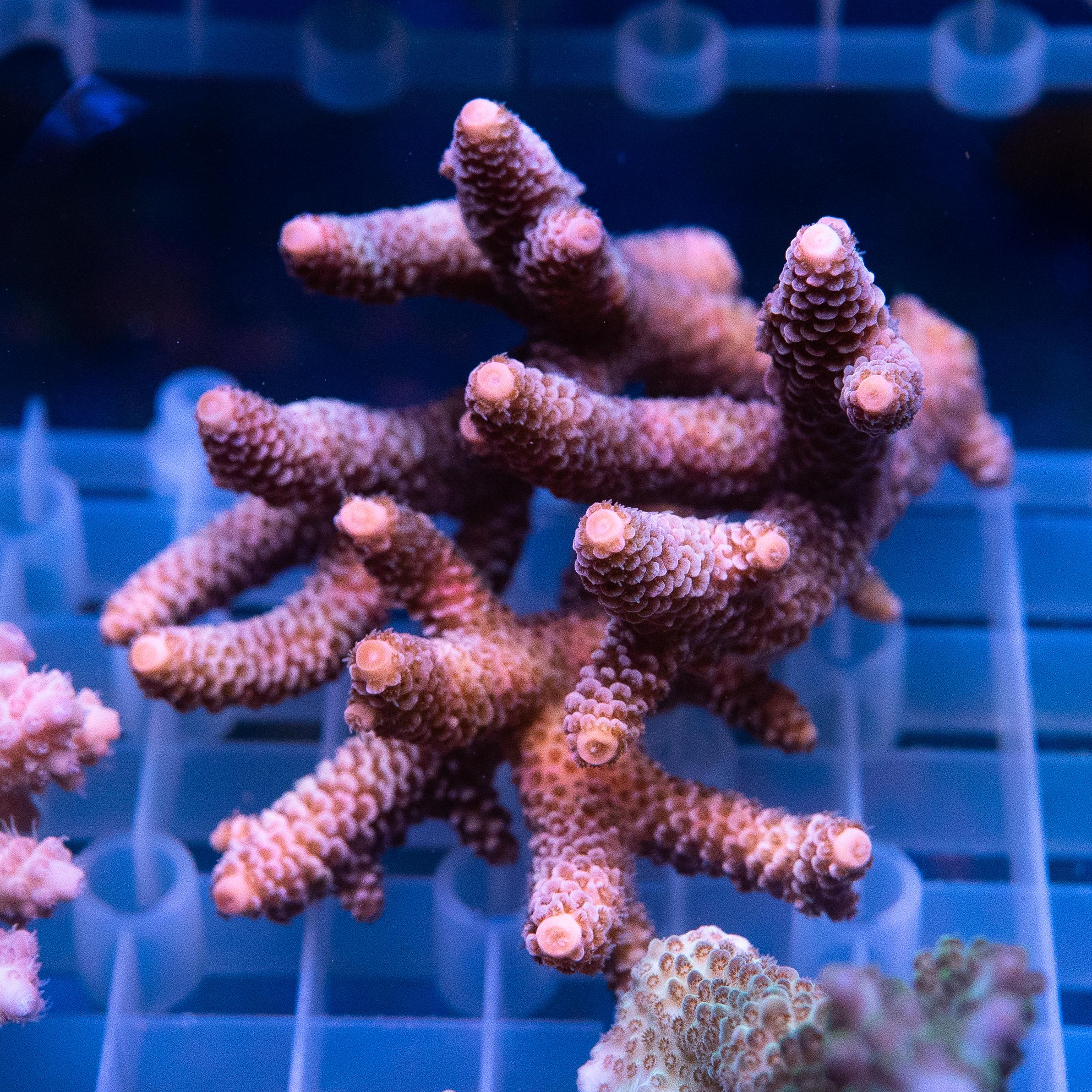 Acropora Colony (EA#428)