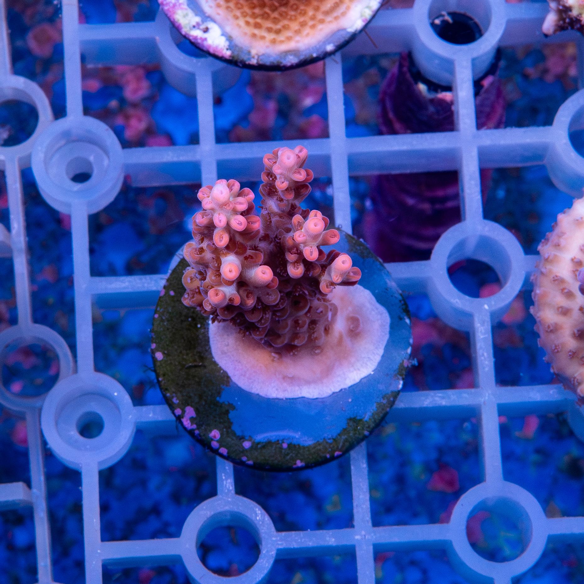 Frag - Acropora