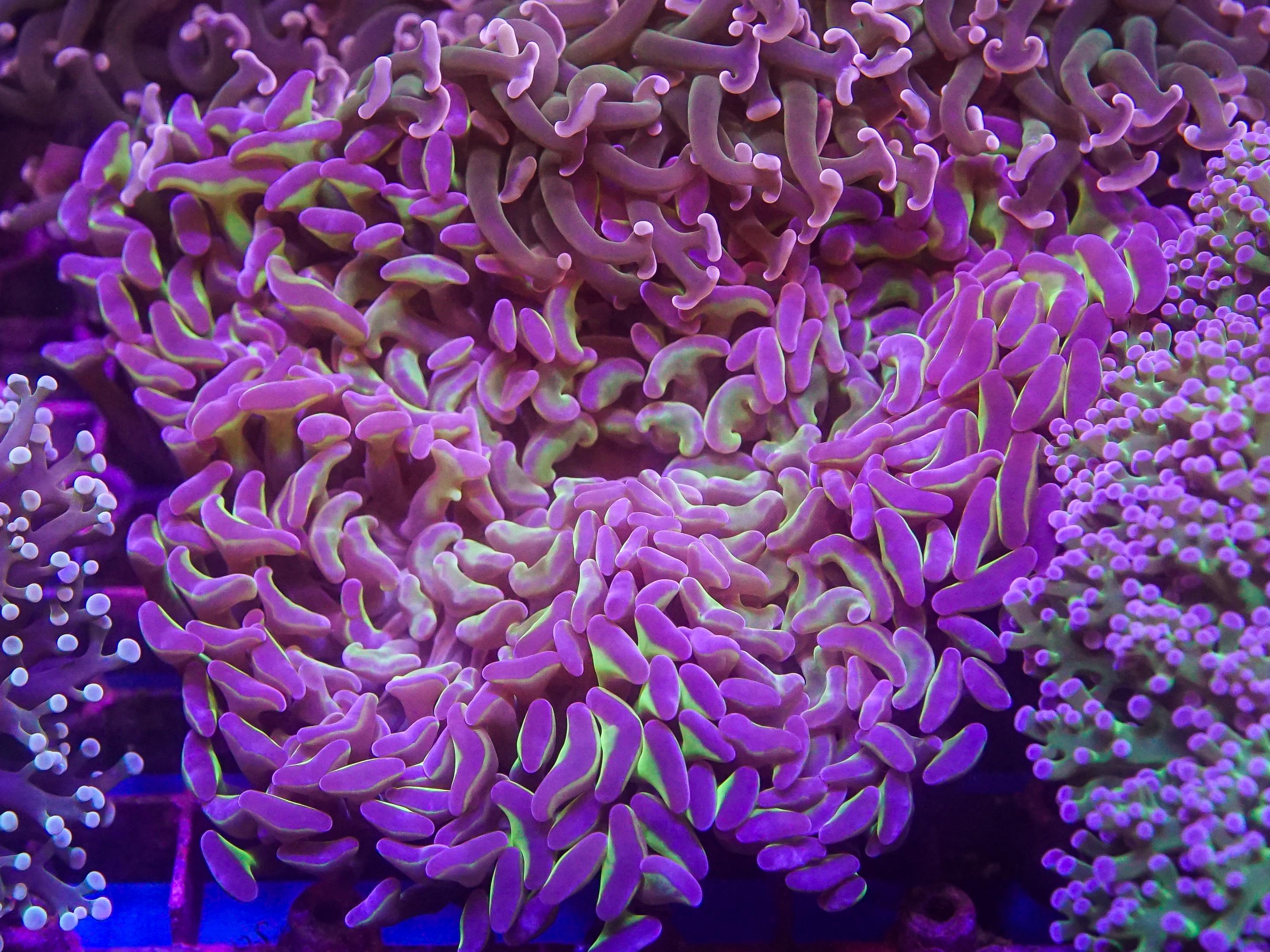 Reverse Hammer (EA#92)