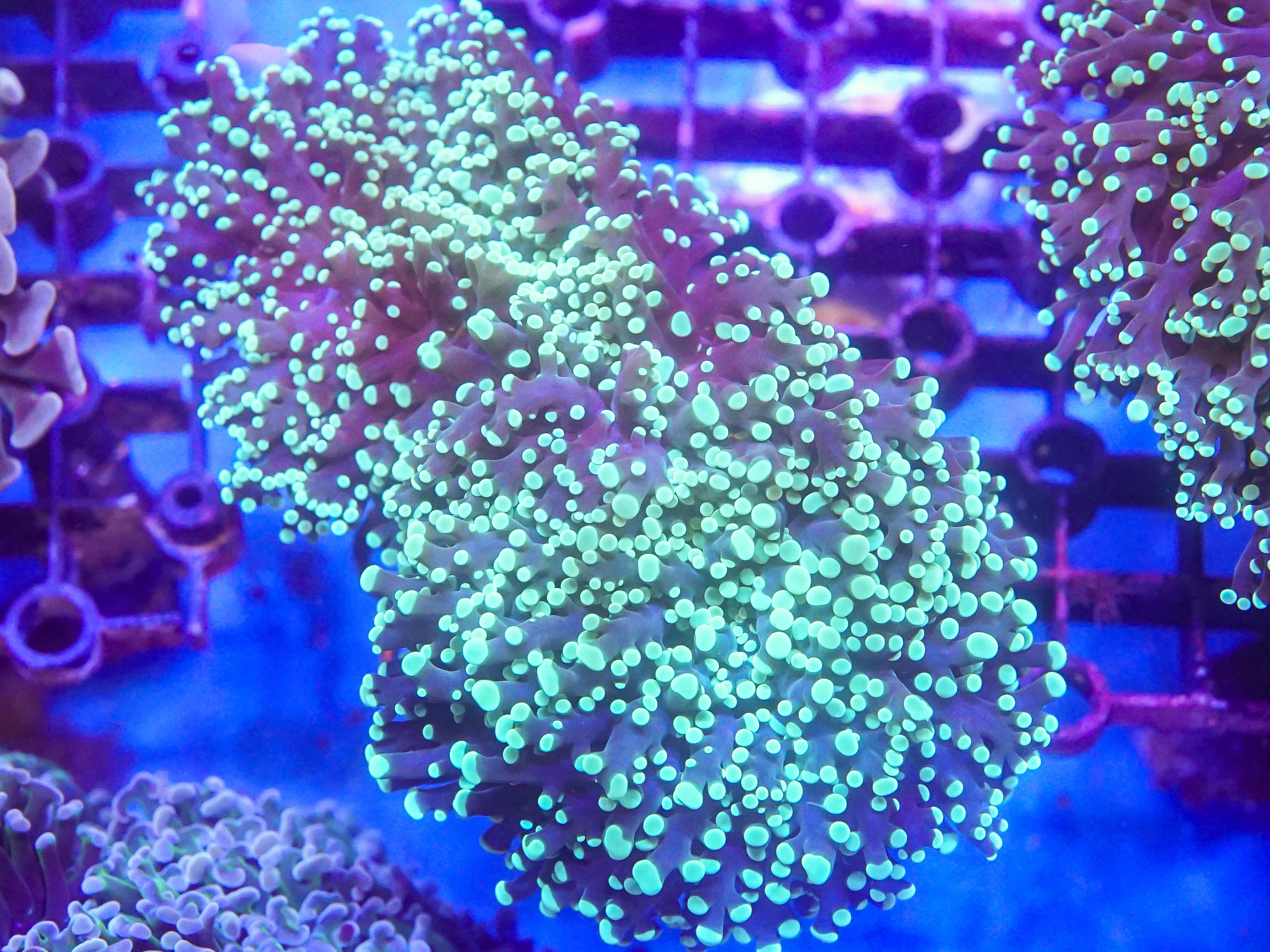 Green Frogspawn (EA#51)