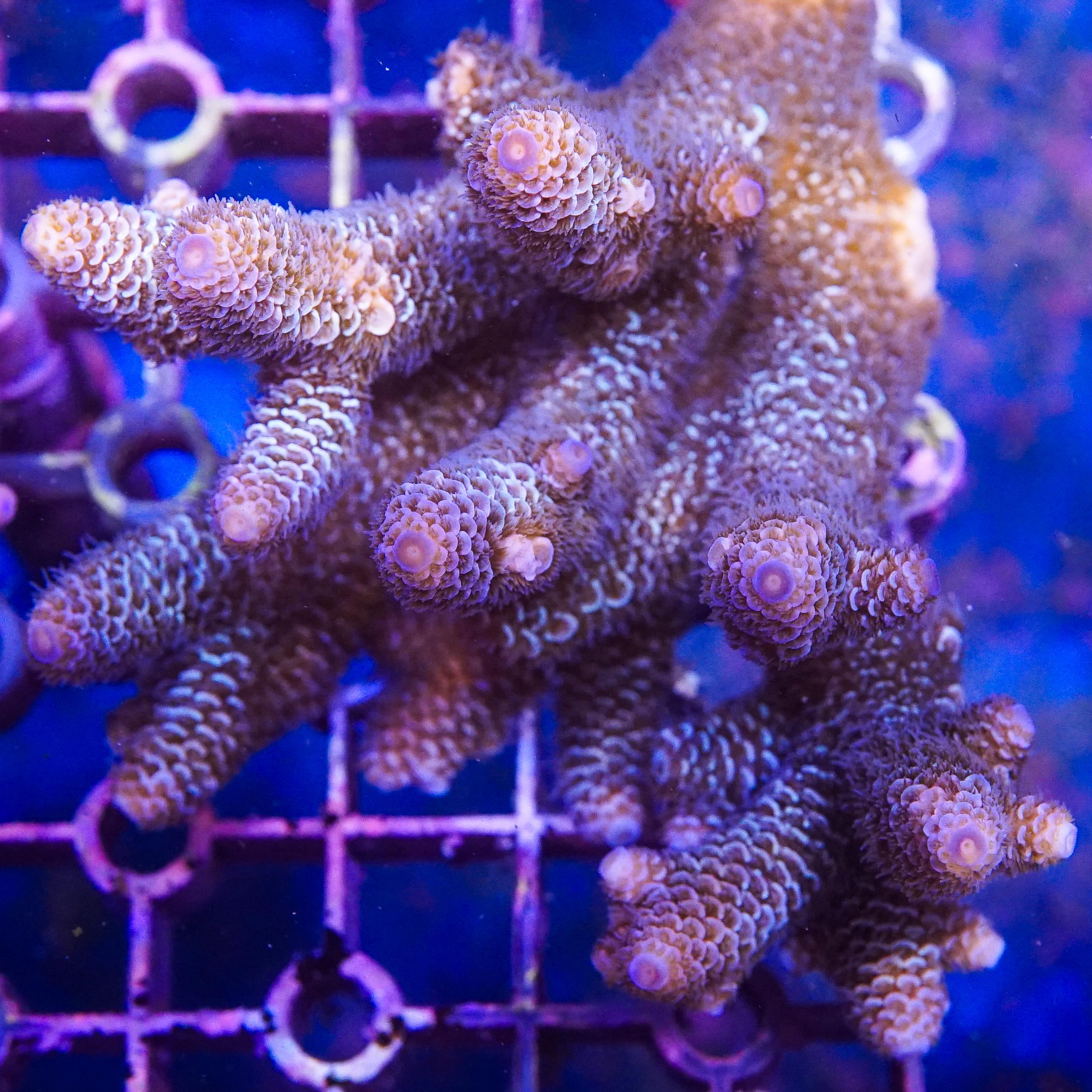 Acropora Colony (EA#370)