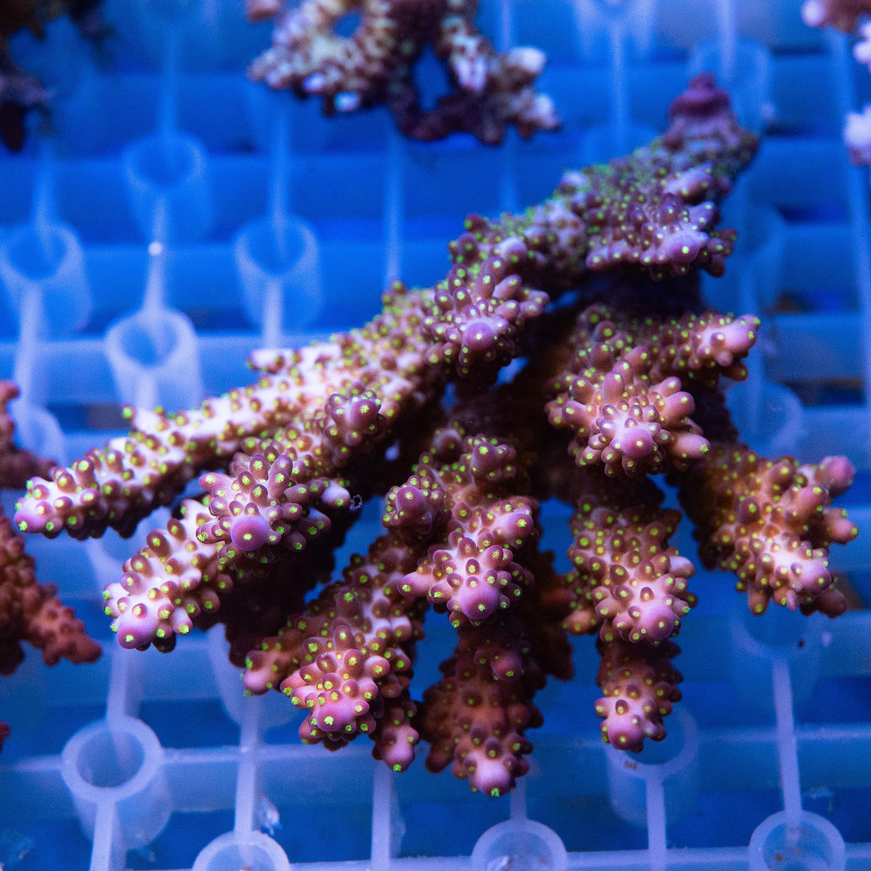 Acropora Colony (EA#434)