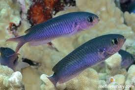 Chromis - Purple