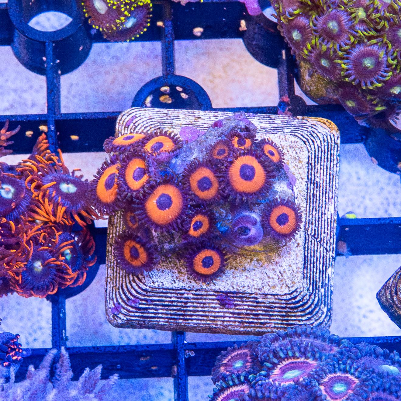 Frag - Zoanthids