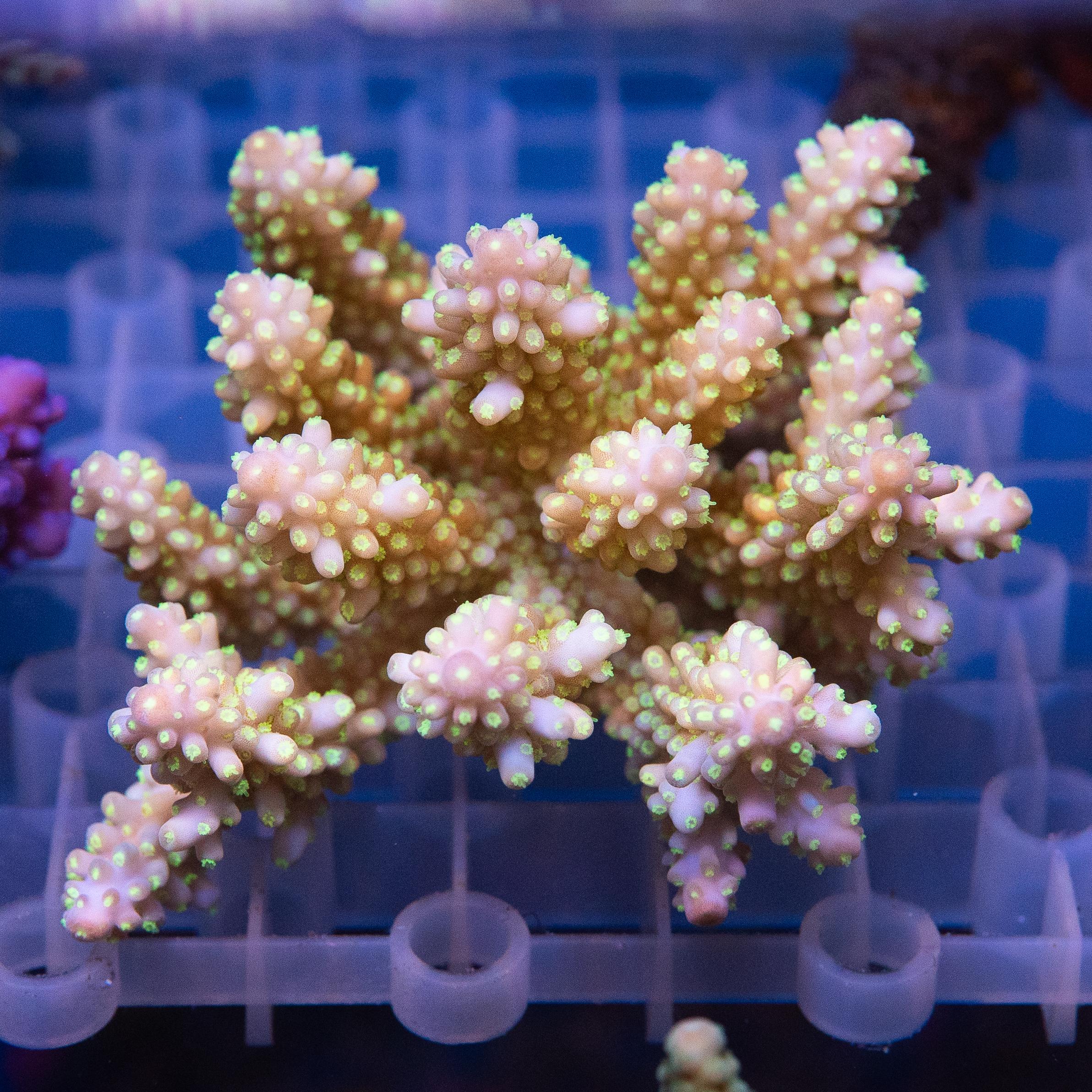 Acropora Colony (EA#452)