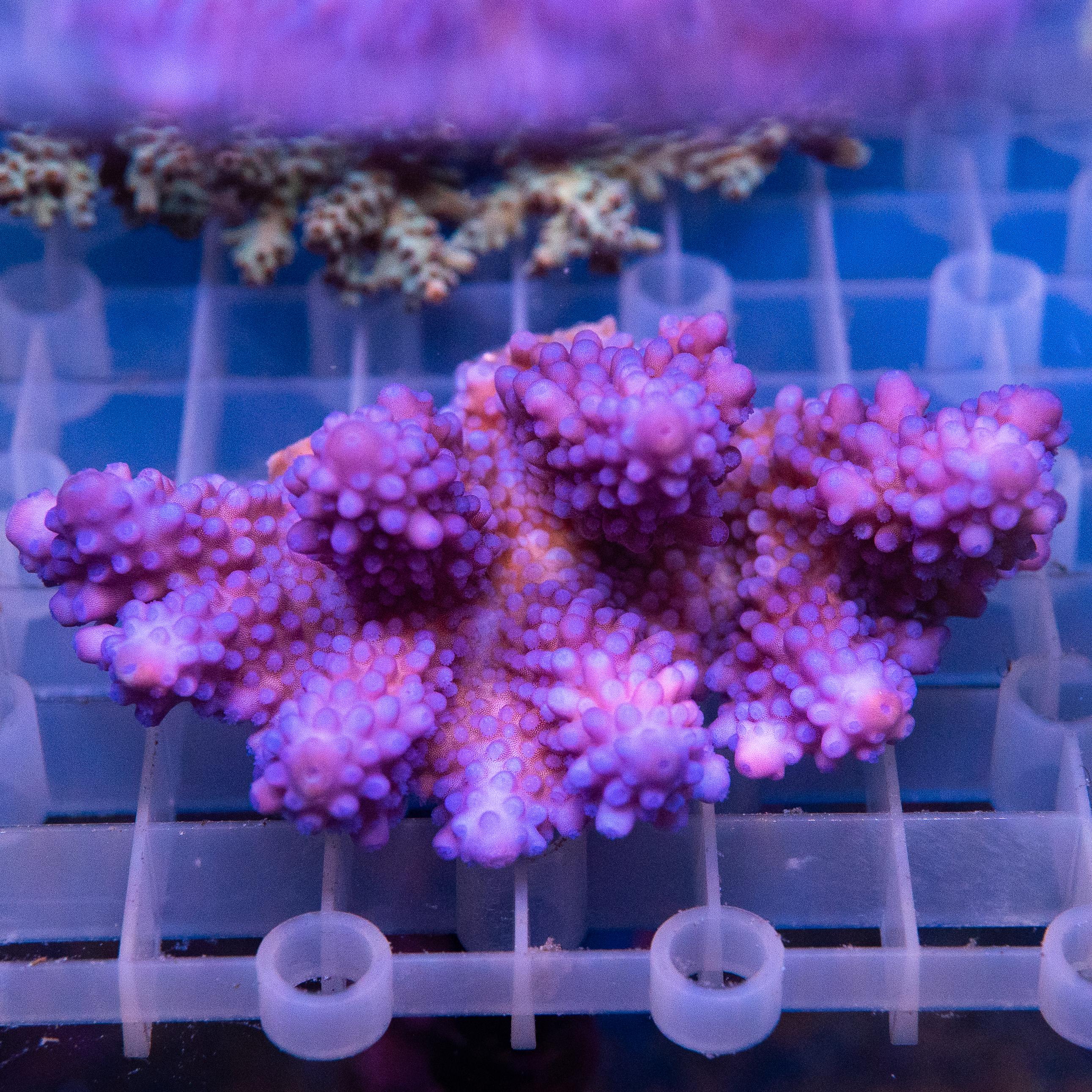 Acropora Colony (EA#451)