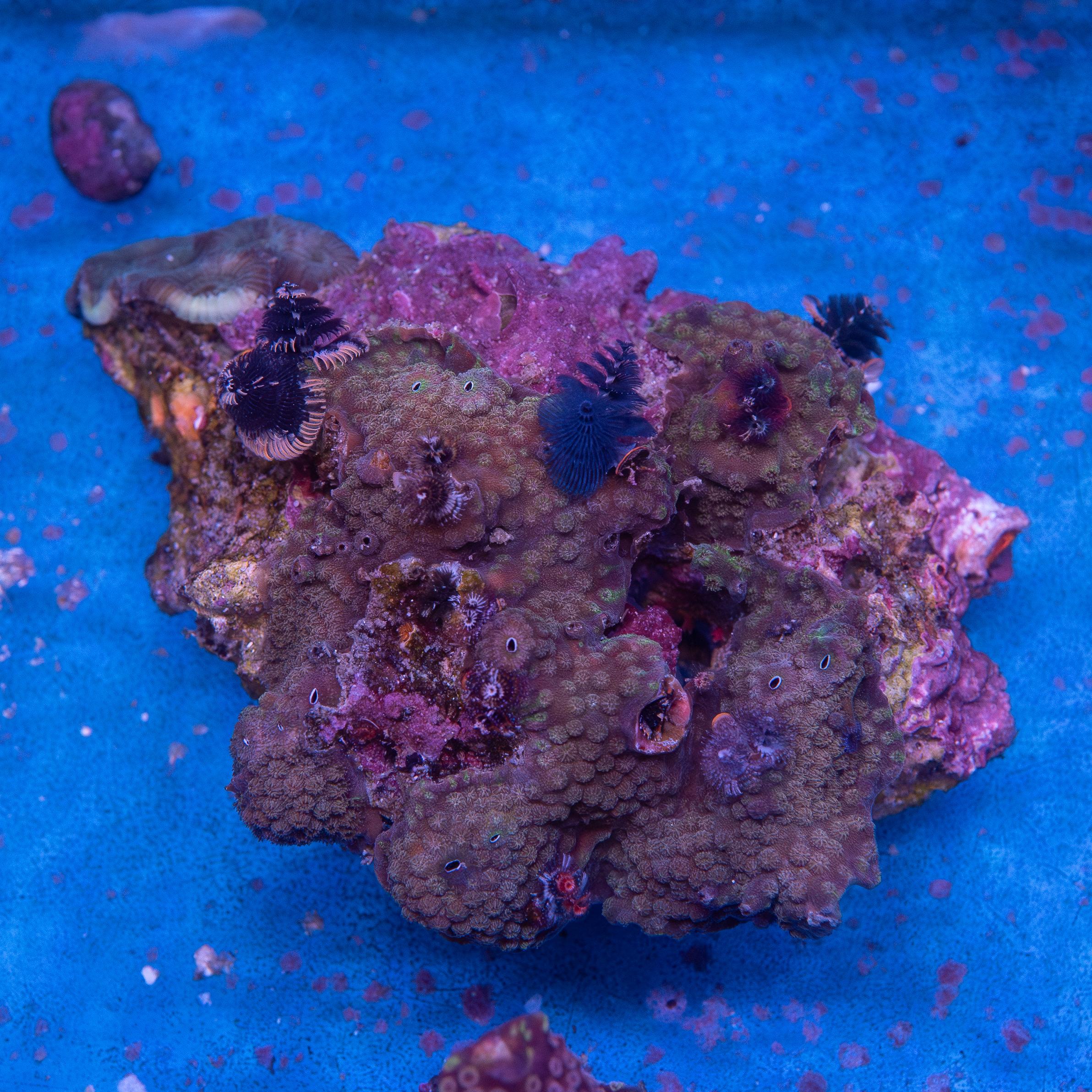 Christmas Tree Worm Rock (EA#170)