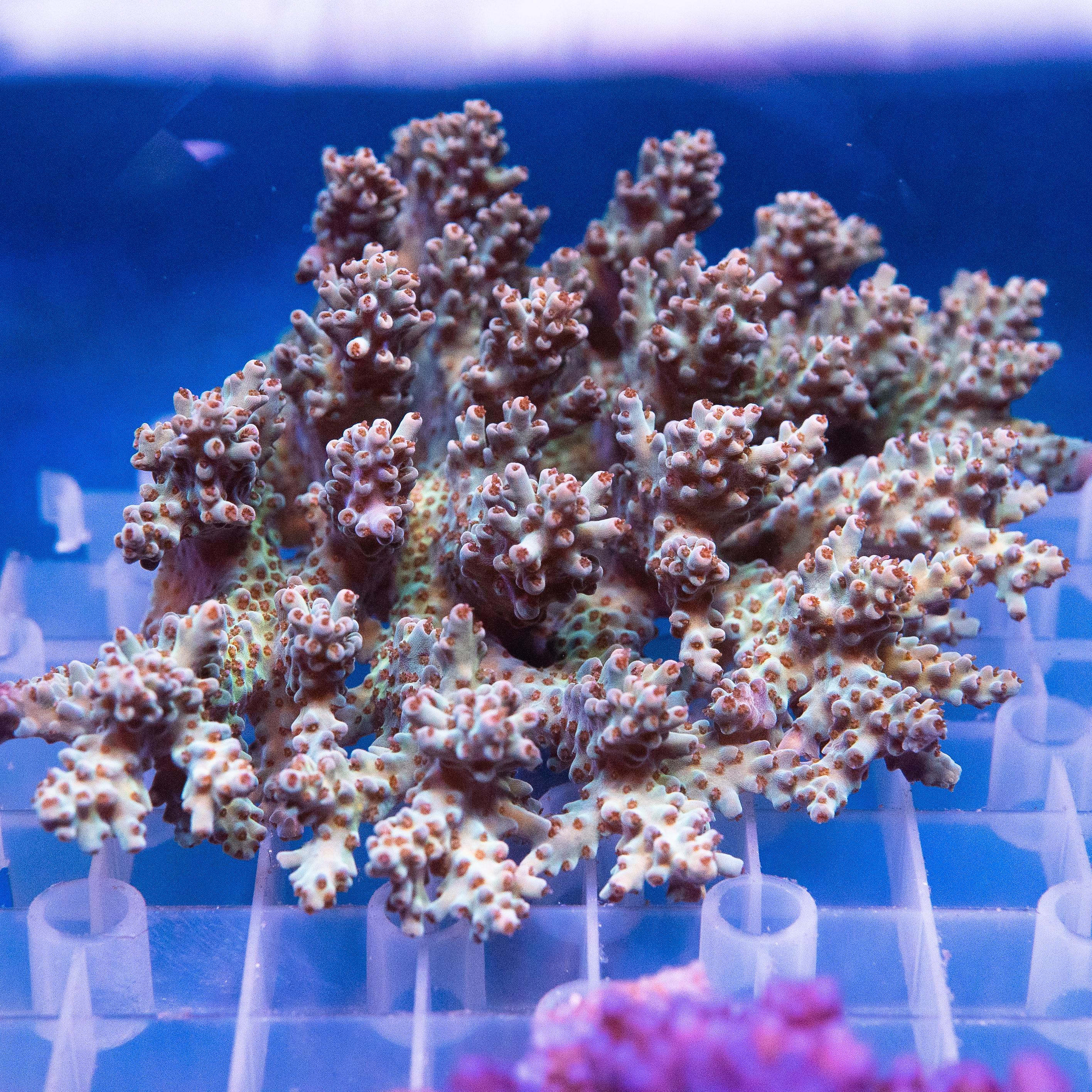 Acropora Colony (EA#456)
