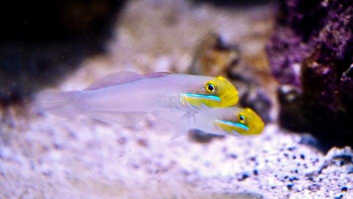 Gold Head Sleeper Goby