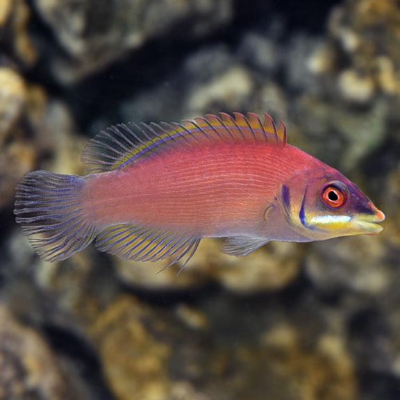 Disappearing Wrasse