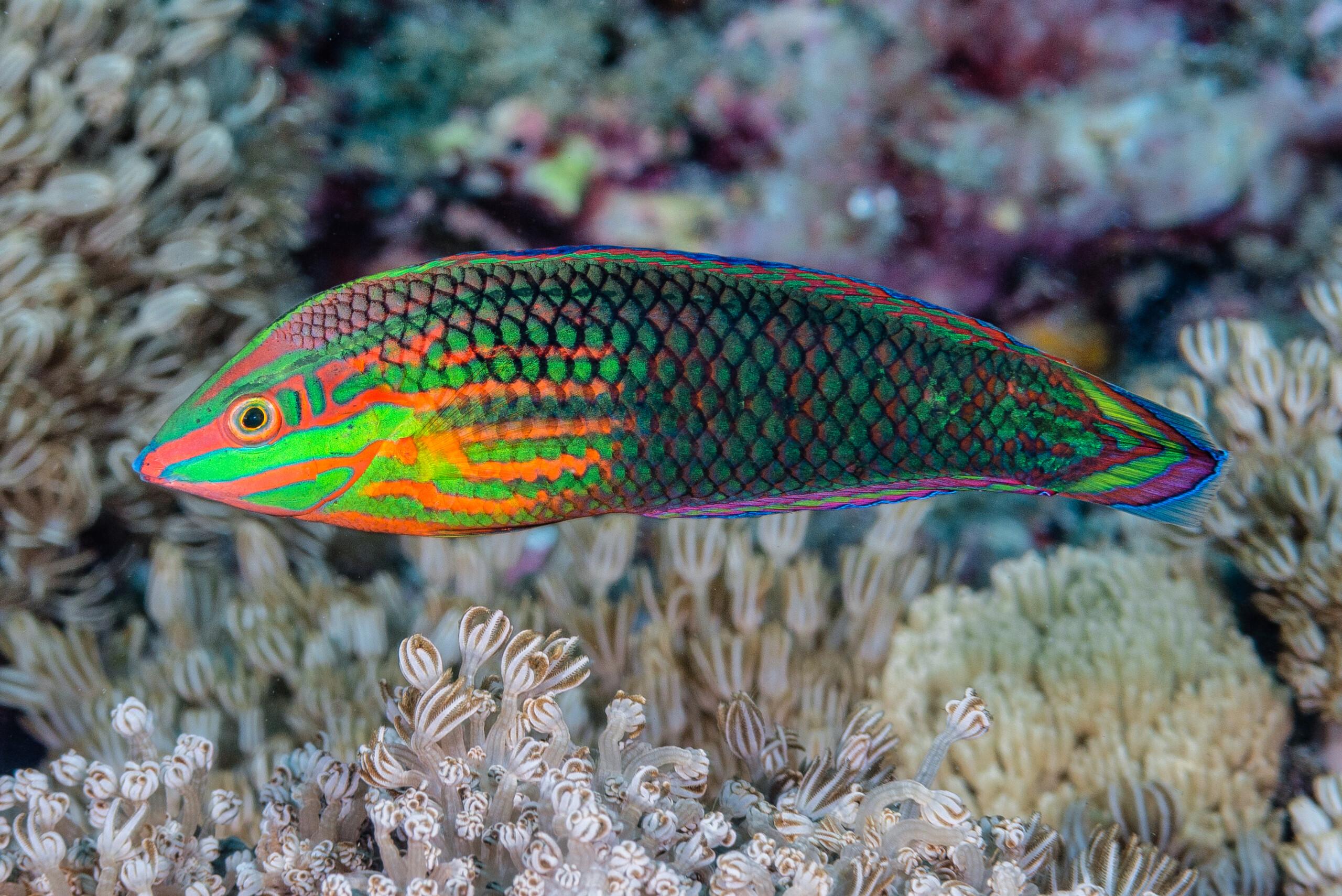 Neon Wrasse