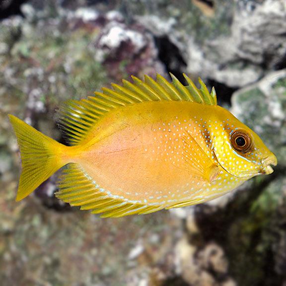 Blue-spotted Rabbitfish