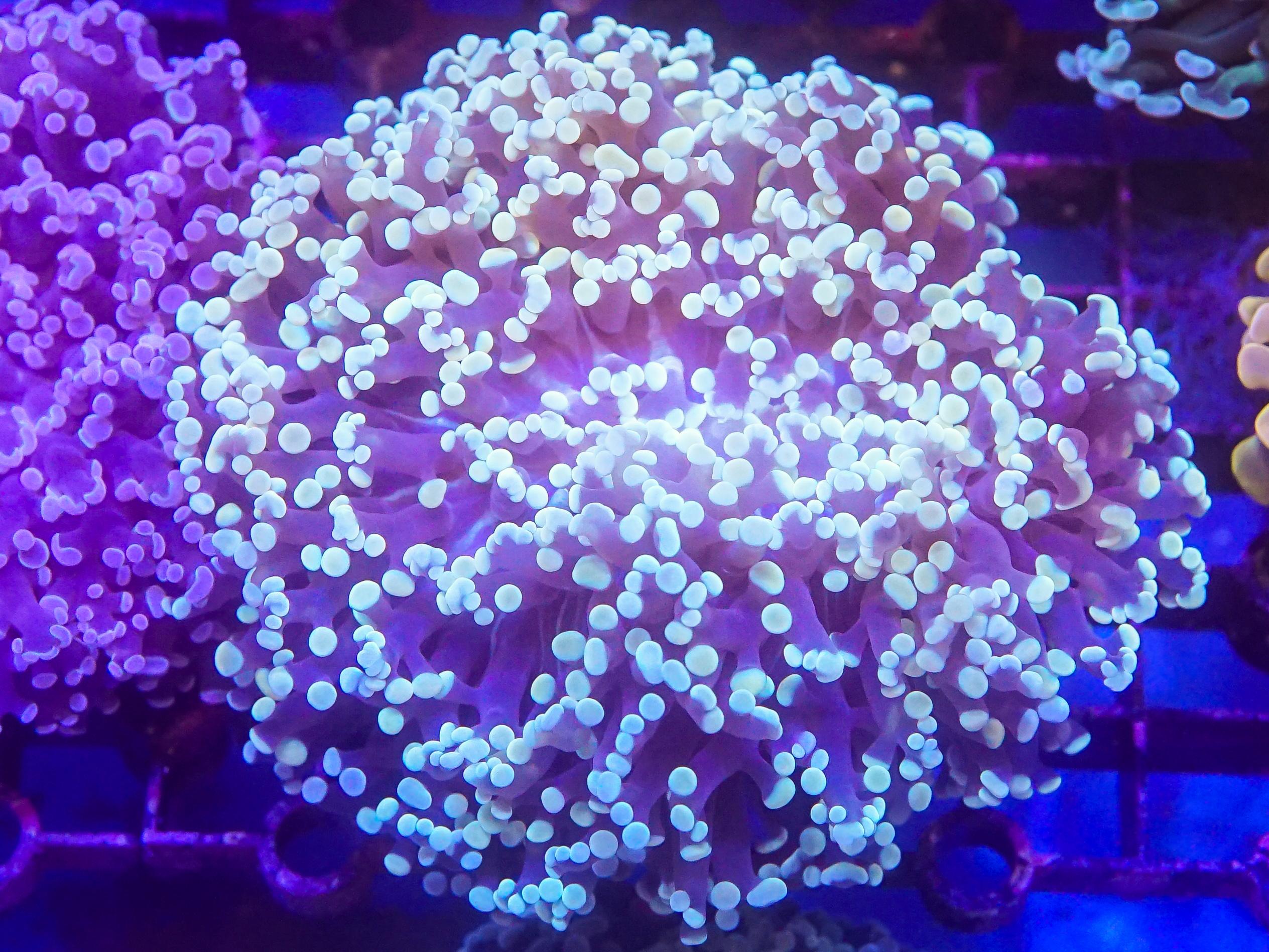 Gold Frogspawn (EA#53)