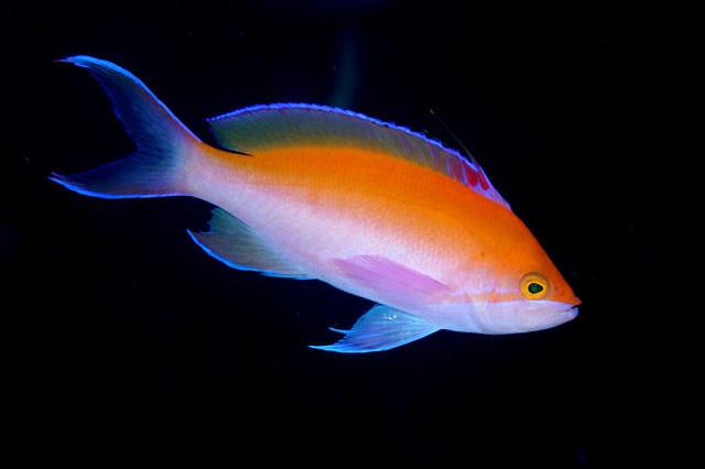 Bicolour Anthias