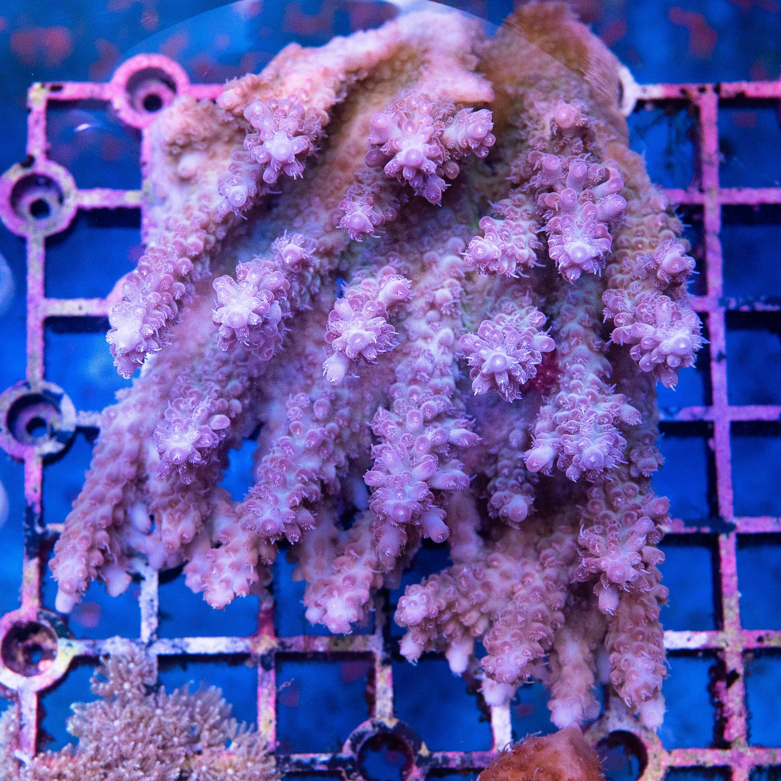 Acropora Colony (EA#396)