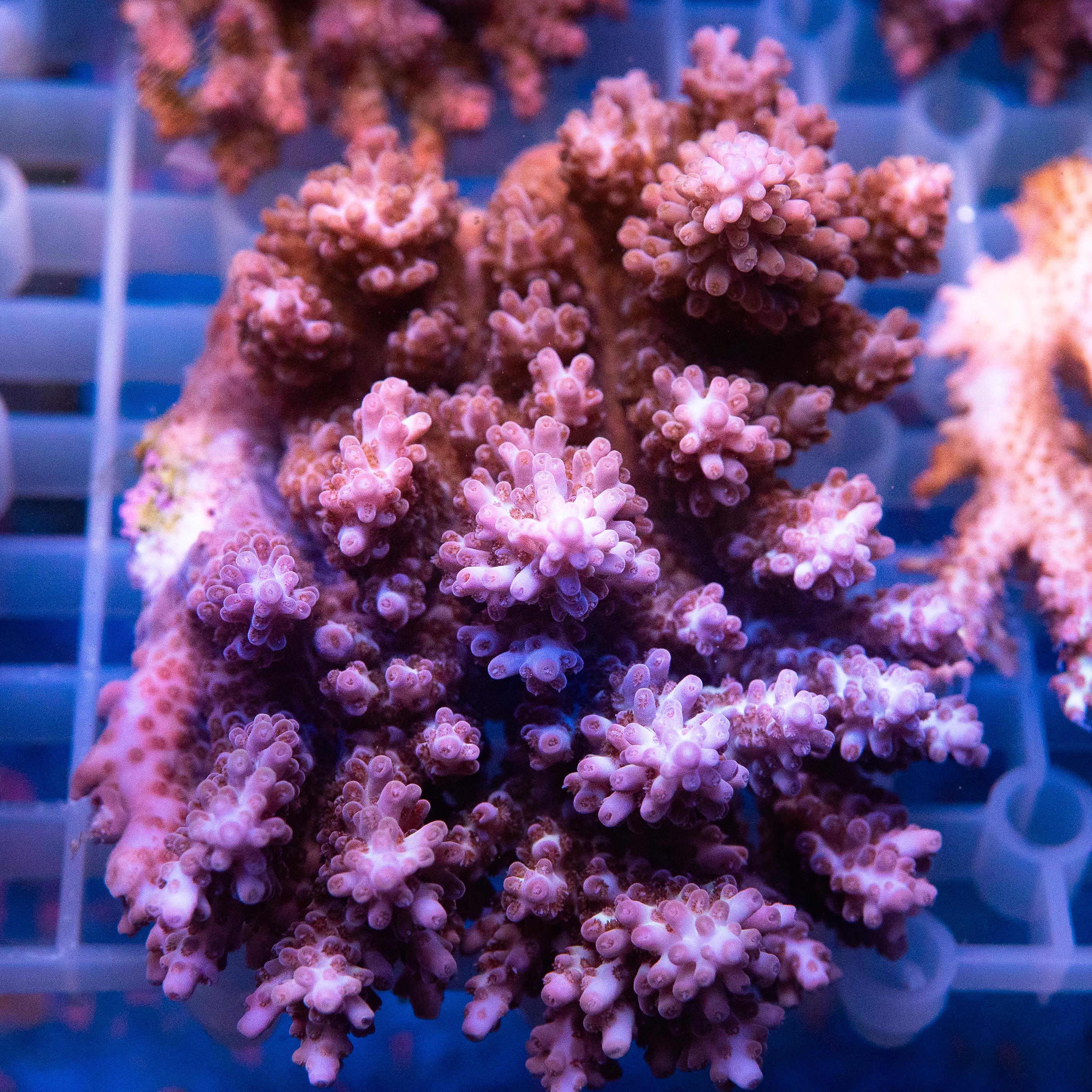 Acropora Colony (EA#432)