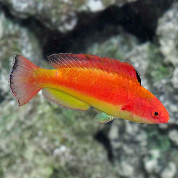 Coral Sea Fairy Wrasse 2