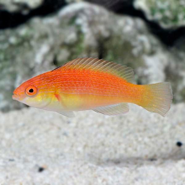 Coral Sea Fairy Wrasse