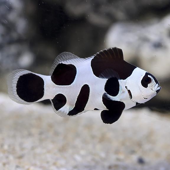 Black Storm Clownfish