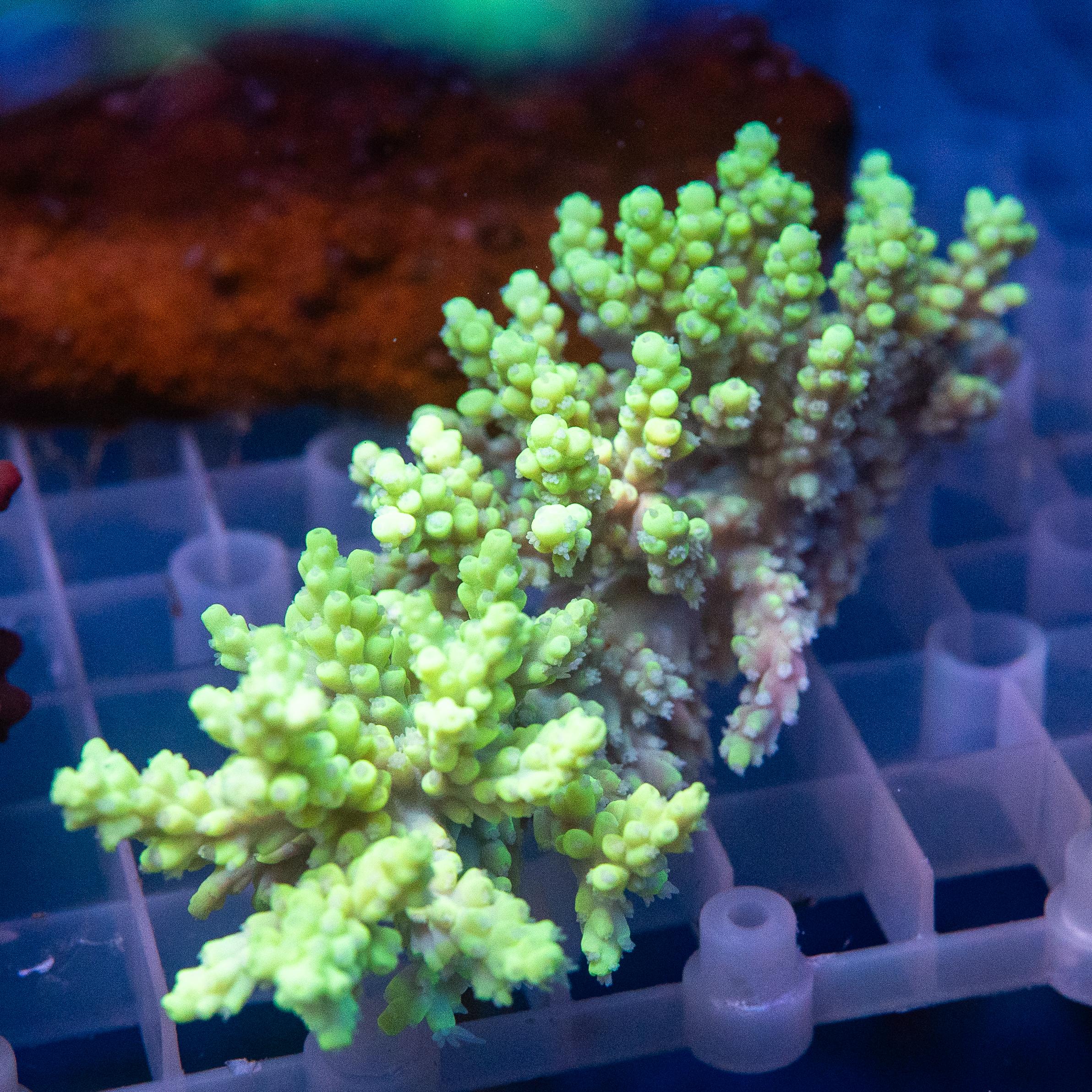 Acropora Colony (EA#475)